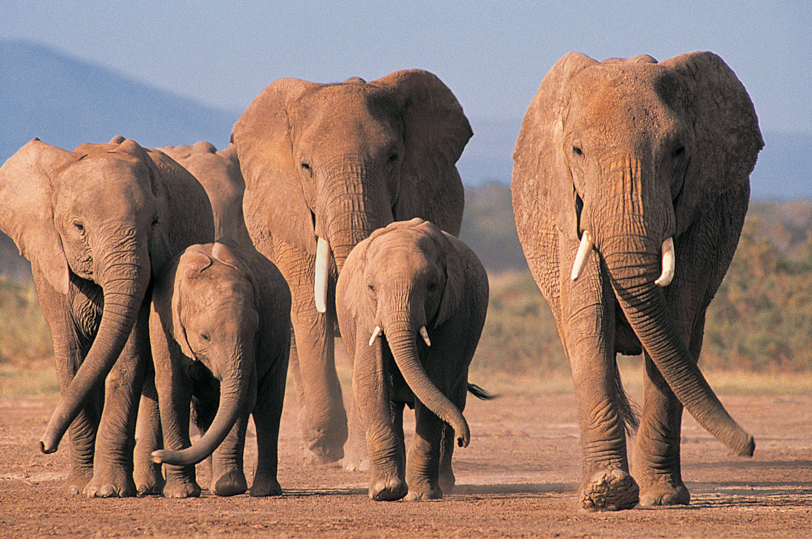 Пять слонов