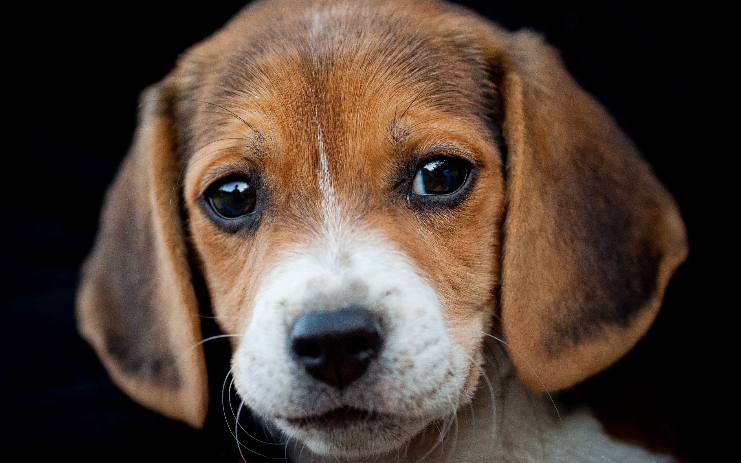 Download mobile wallpaper Muzzle, Sight, Opinion, Dog, Beagle, Animals, Puppy for free.