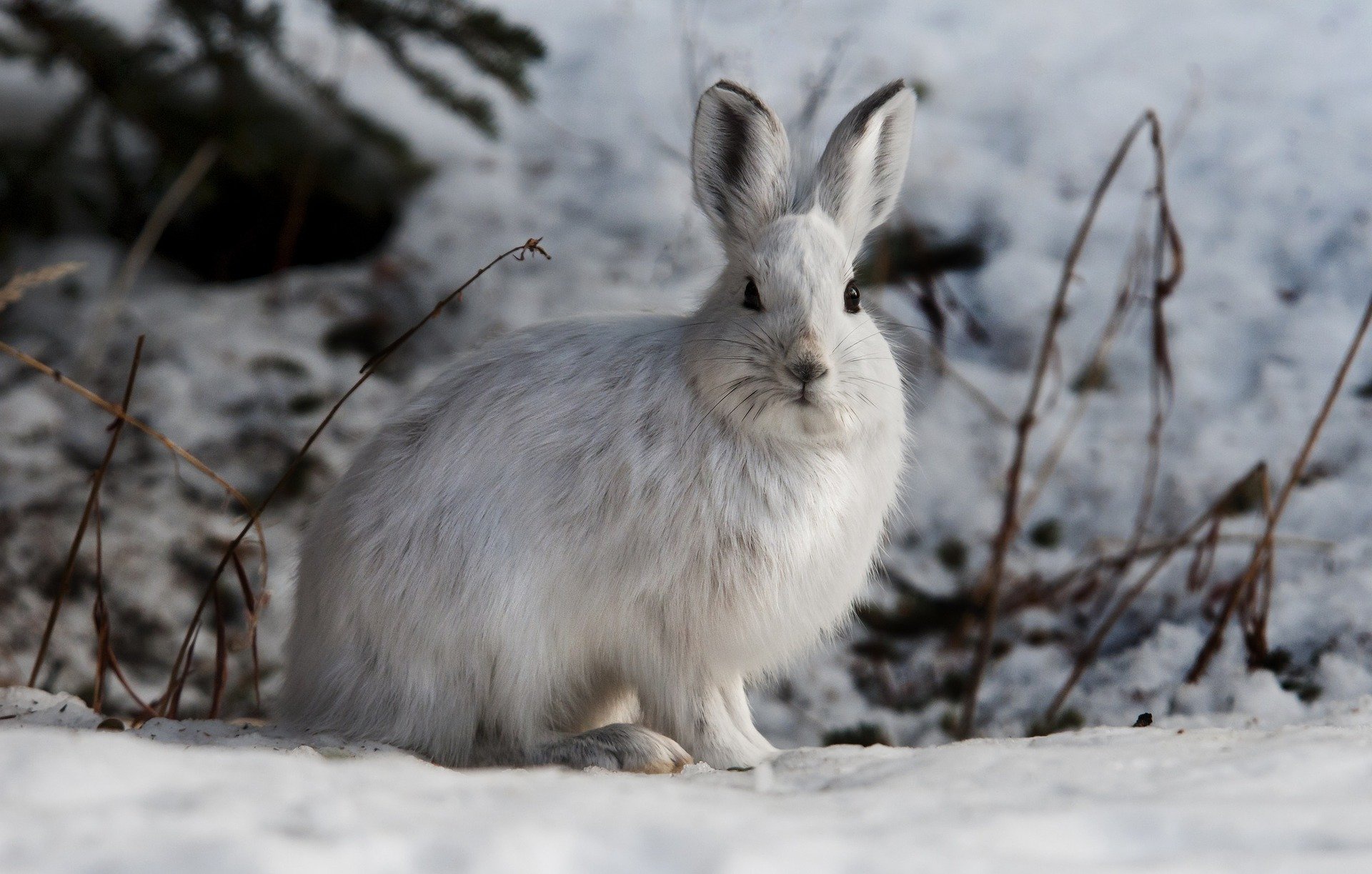 Фото зайца в хорошем качестве зимой
