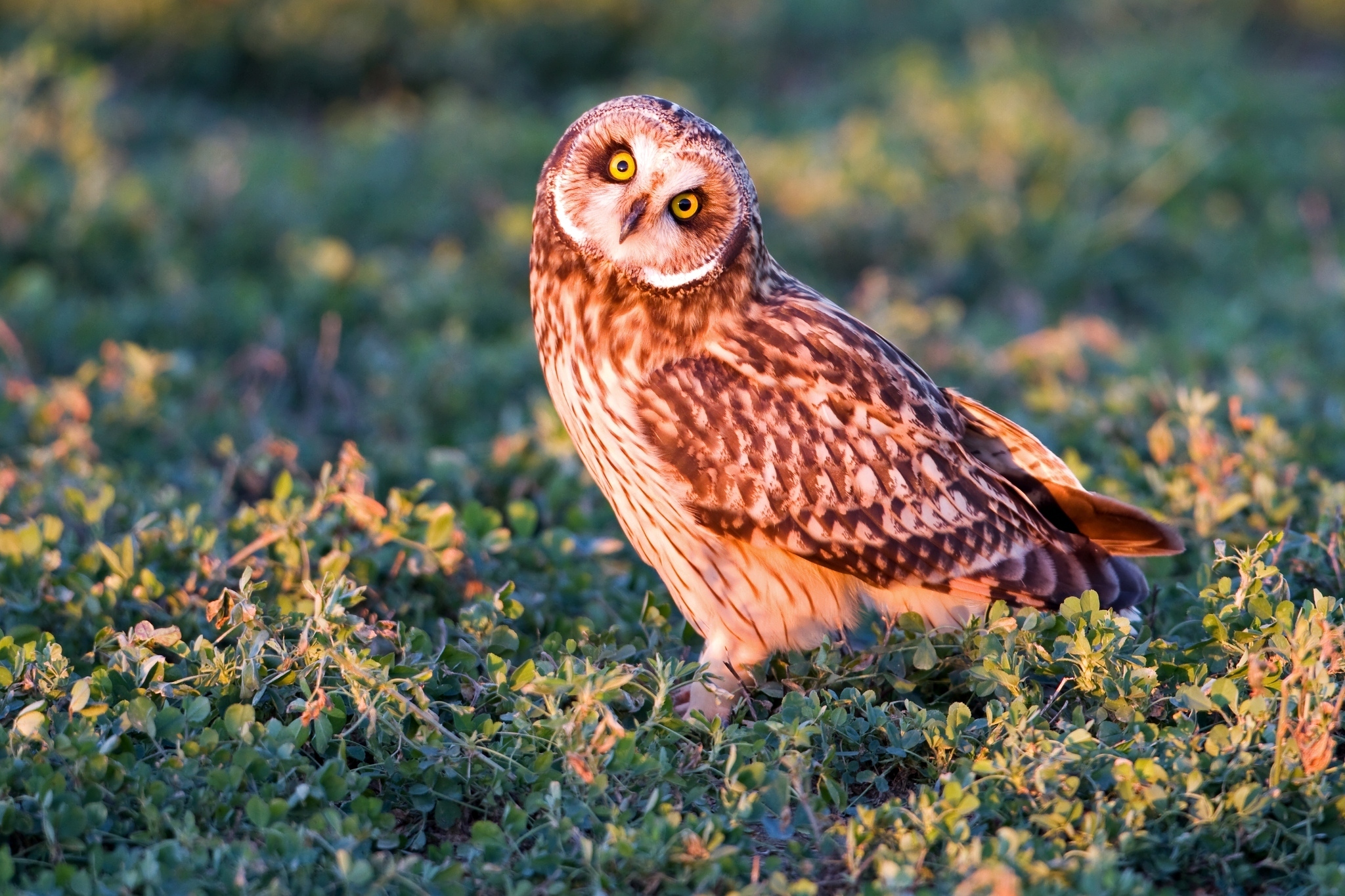 owl, animals, grass, bird, predator, sight, opinion