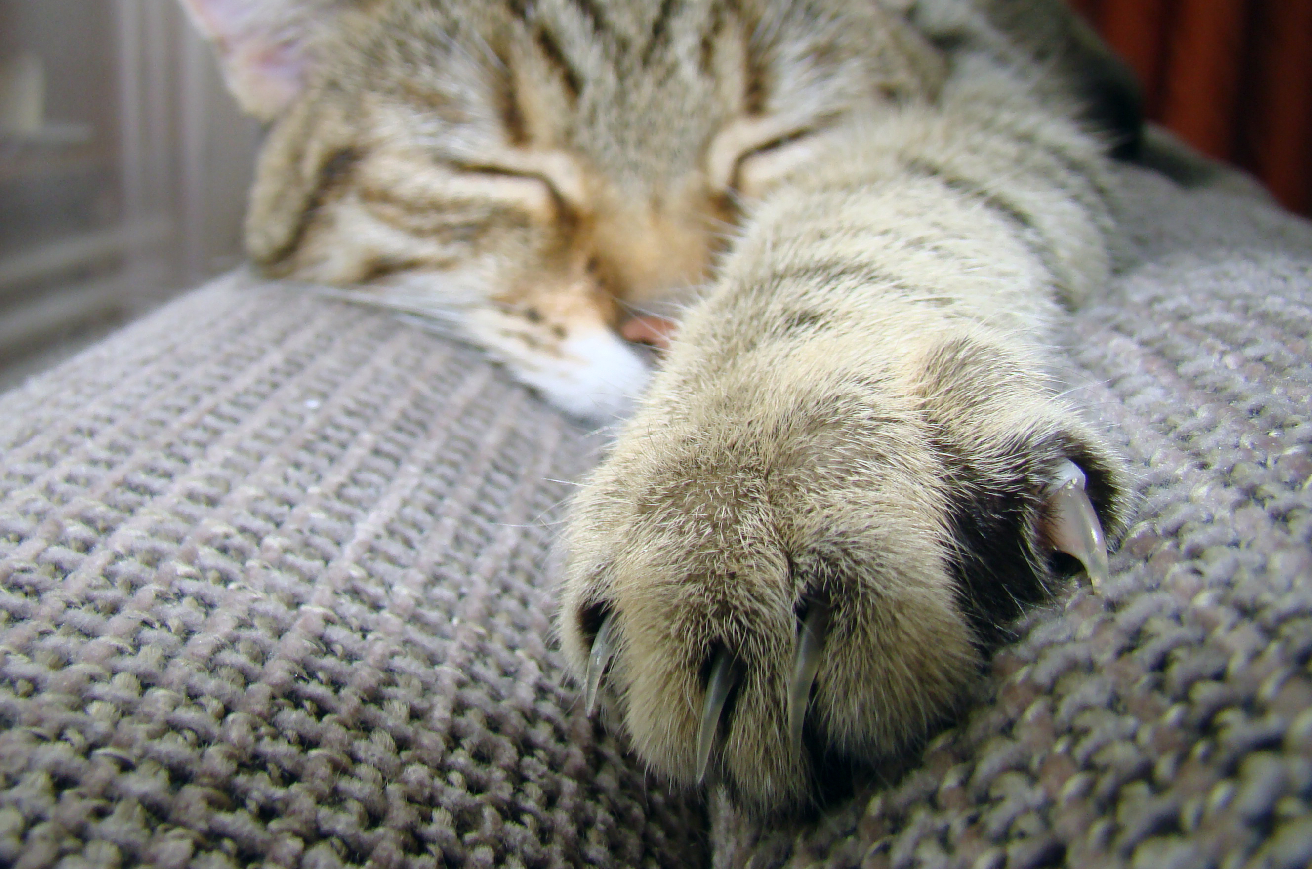 394311 baixar papel de parede animais, gato, pata, dormindo, gatos - protetores de tela e imagens gratuitamente