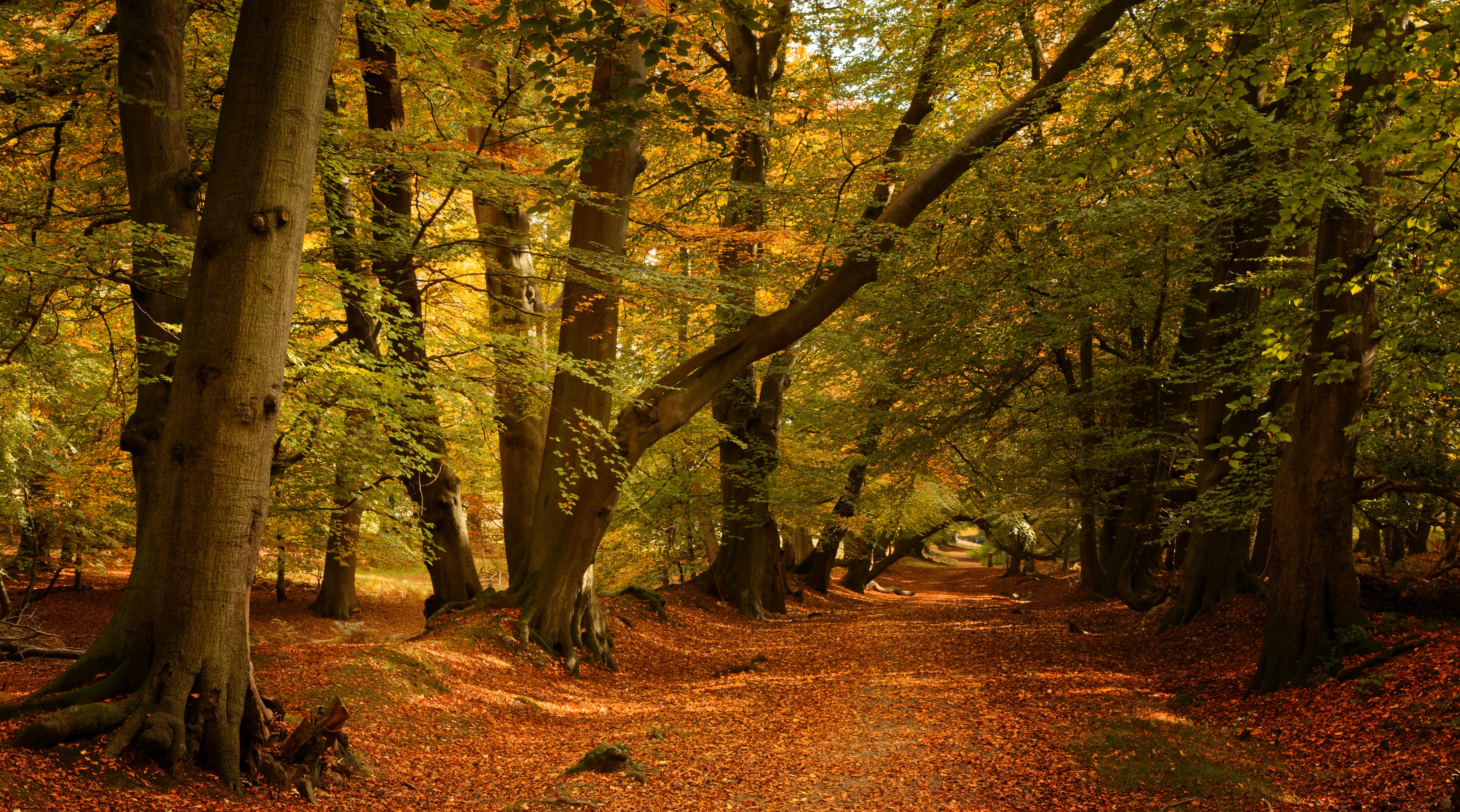 Осень лес Англия