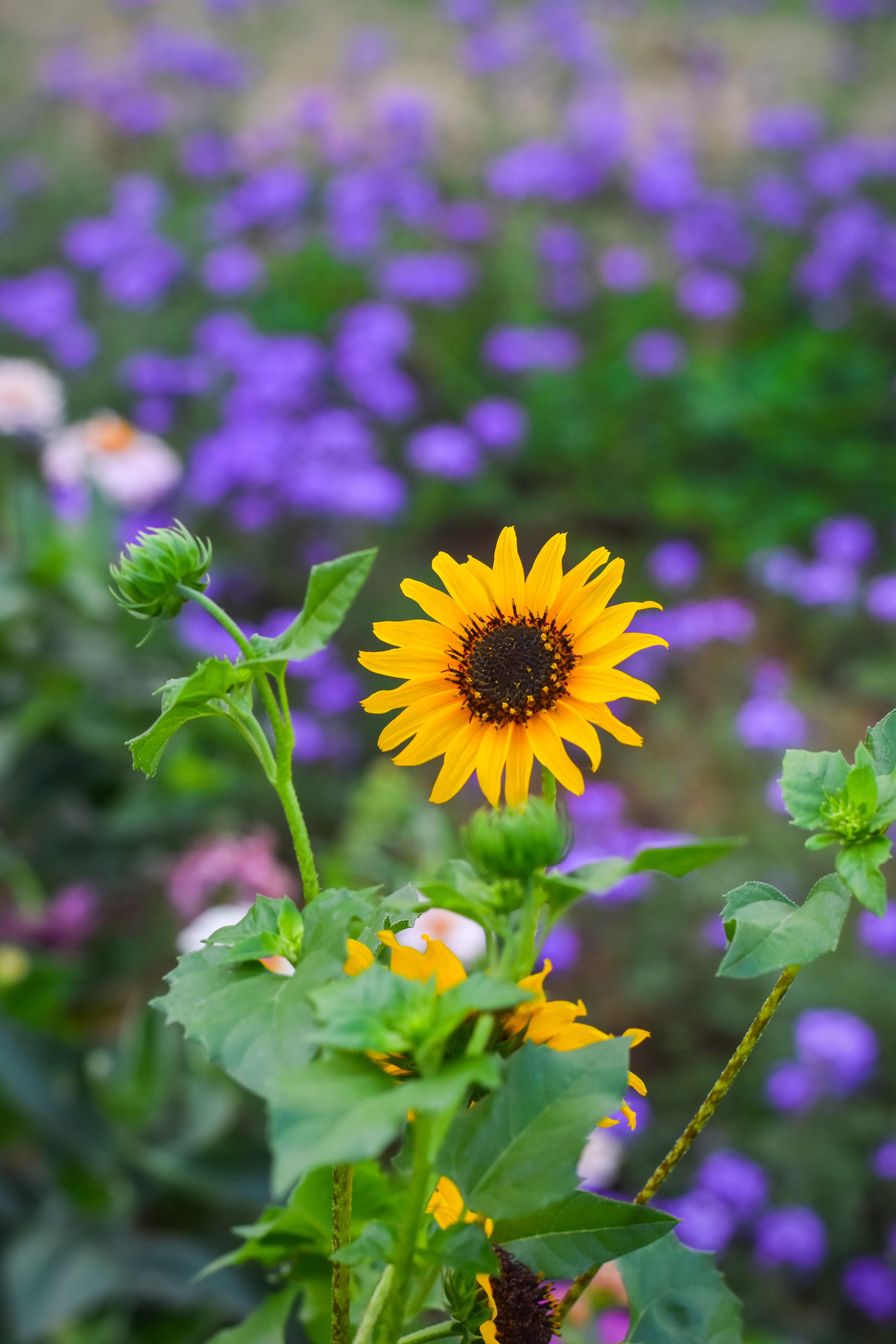shine, smooth, garden, flowers, yellow, flower, light, blur, bloom, flowering High Definition image