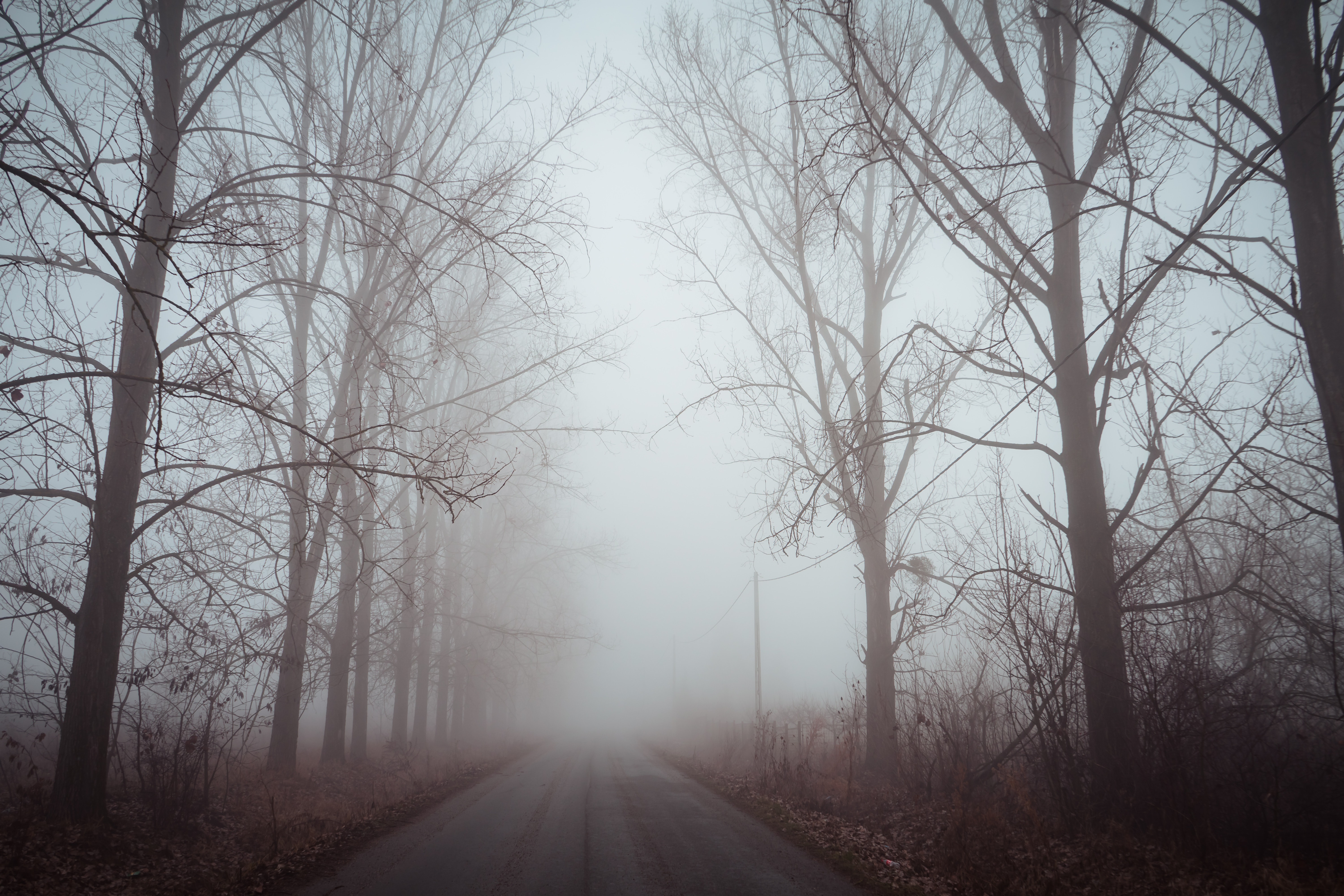 88261 скачать картинку туман, природа, деревья, рассвет, дорога, тишина - обои и заставки бесплатно