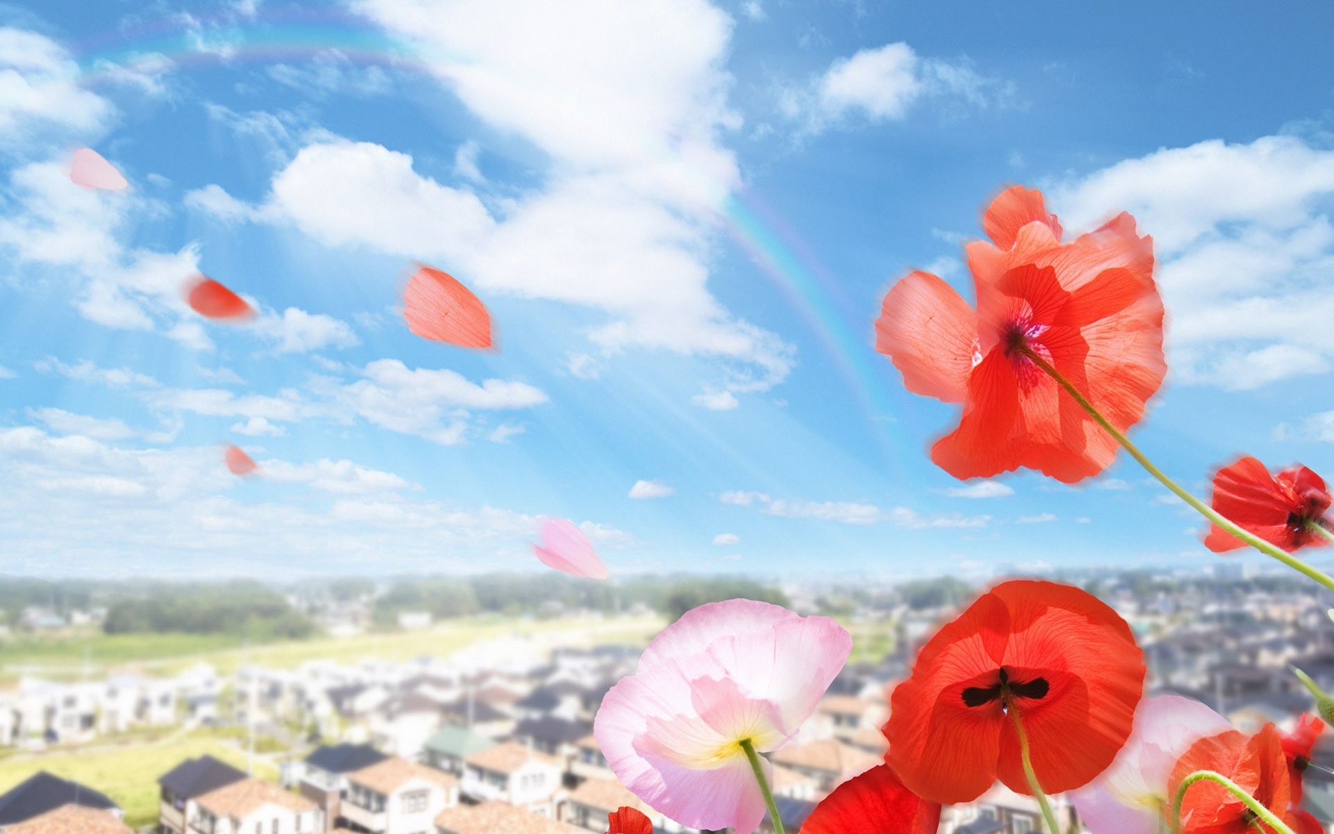 Скачать обои бесплатно Небо, Цветы, Маки, Растения картинка на рабочий стол ПК