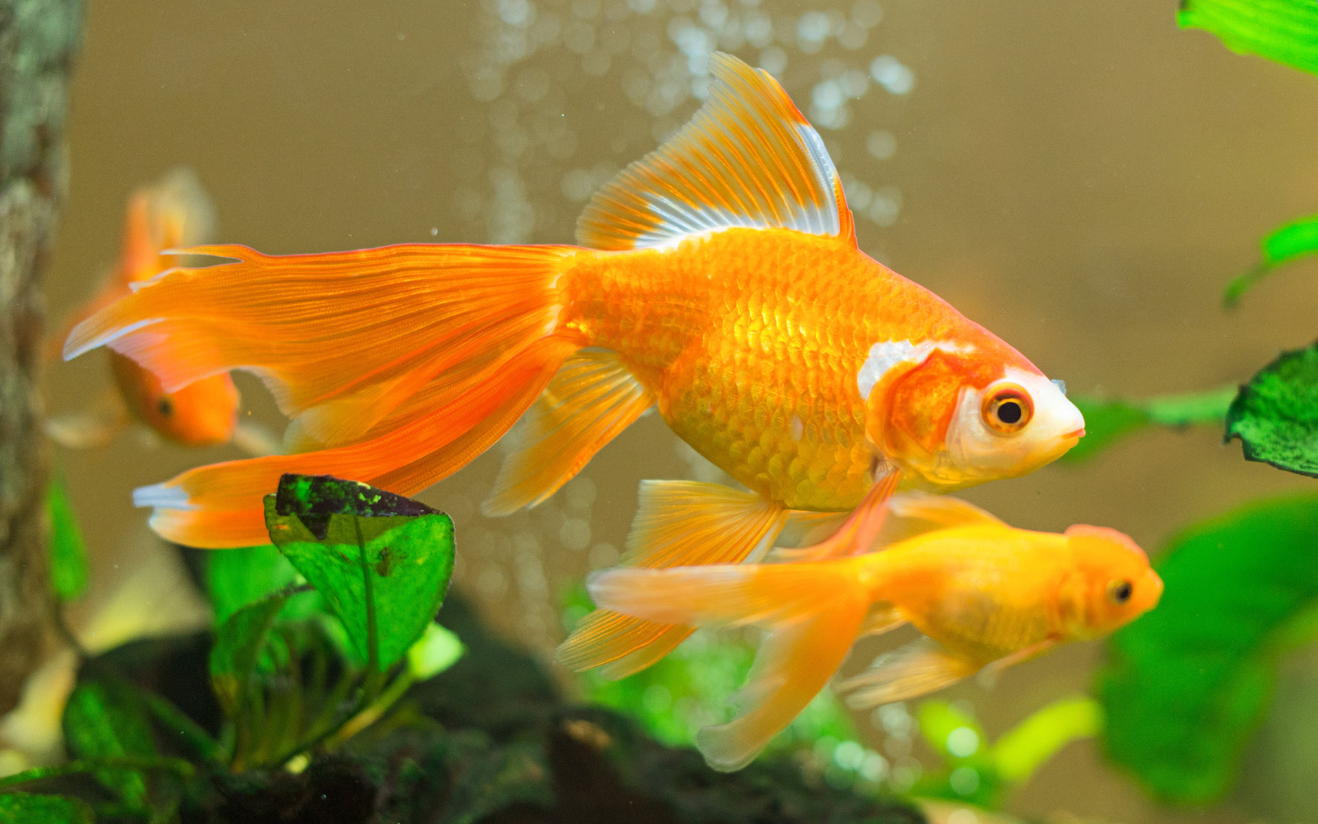 755121 Bild herunterladen aquarium, tiere, goldfische, fisch - Hintergrundbilder und Bildschirmschoner kostenlos
