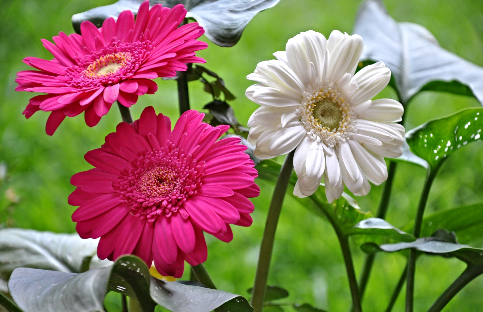 Download mobile wallpaper Nature, Flowers, Flower, Macro, Earth, Gerbera, White Flower, Pink Flower for free.