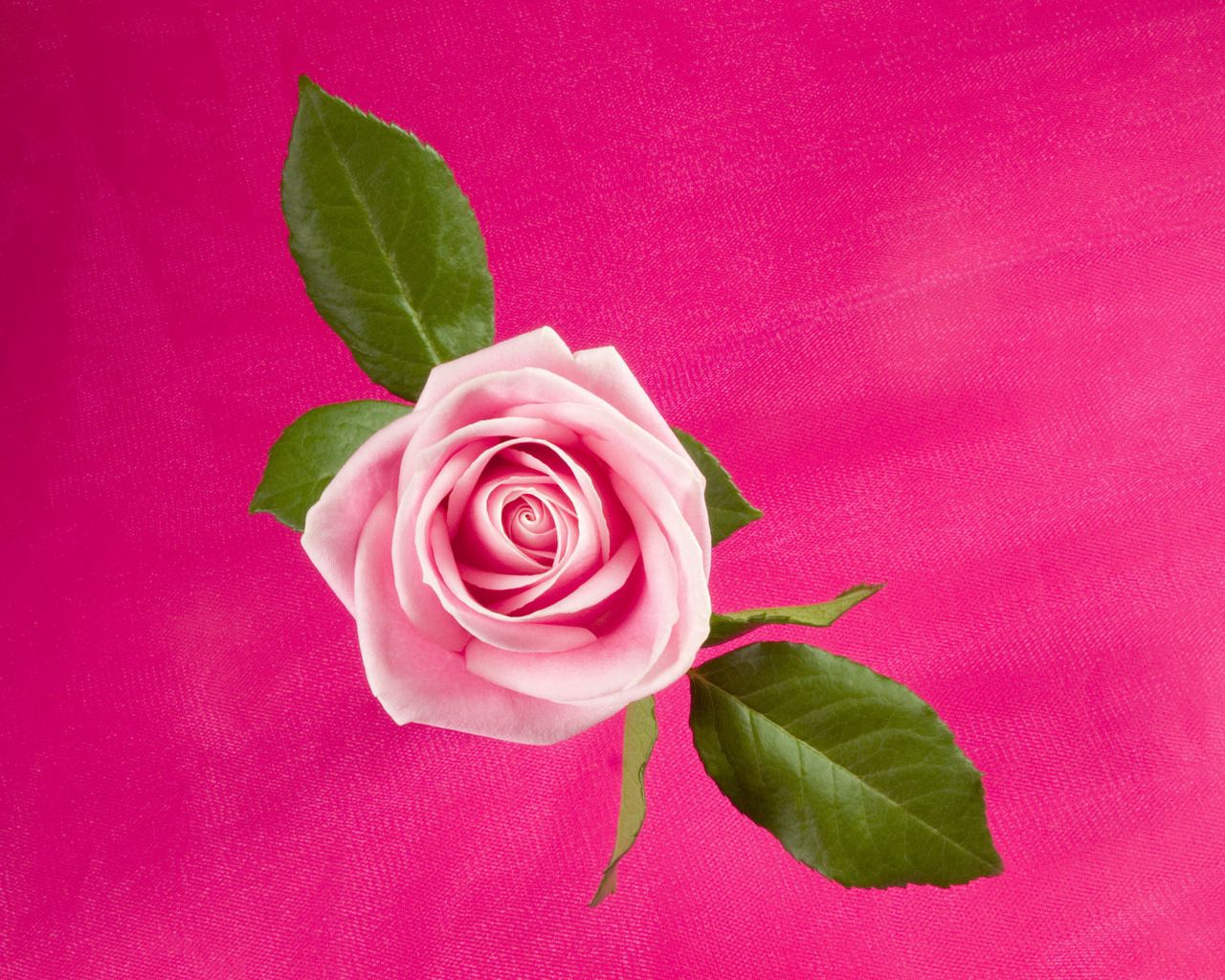 Download mobile wallpaper Bud, Rose Flower, Rose, Leaves, Flower, Flowers, Background for free.