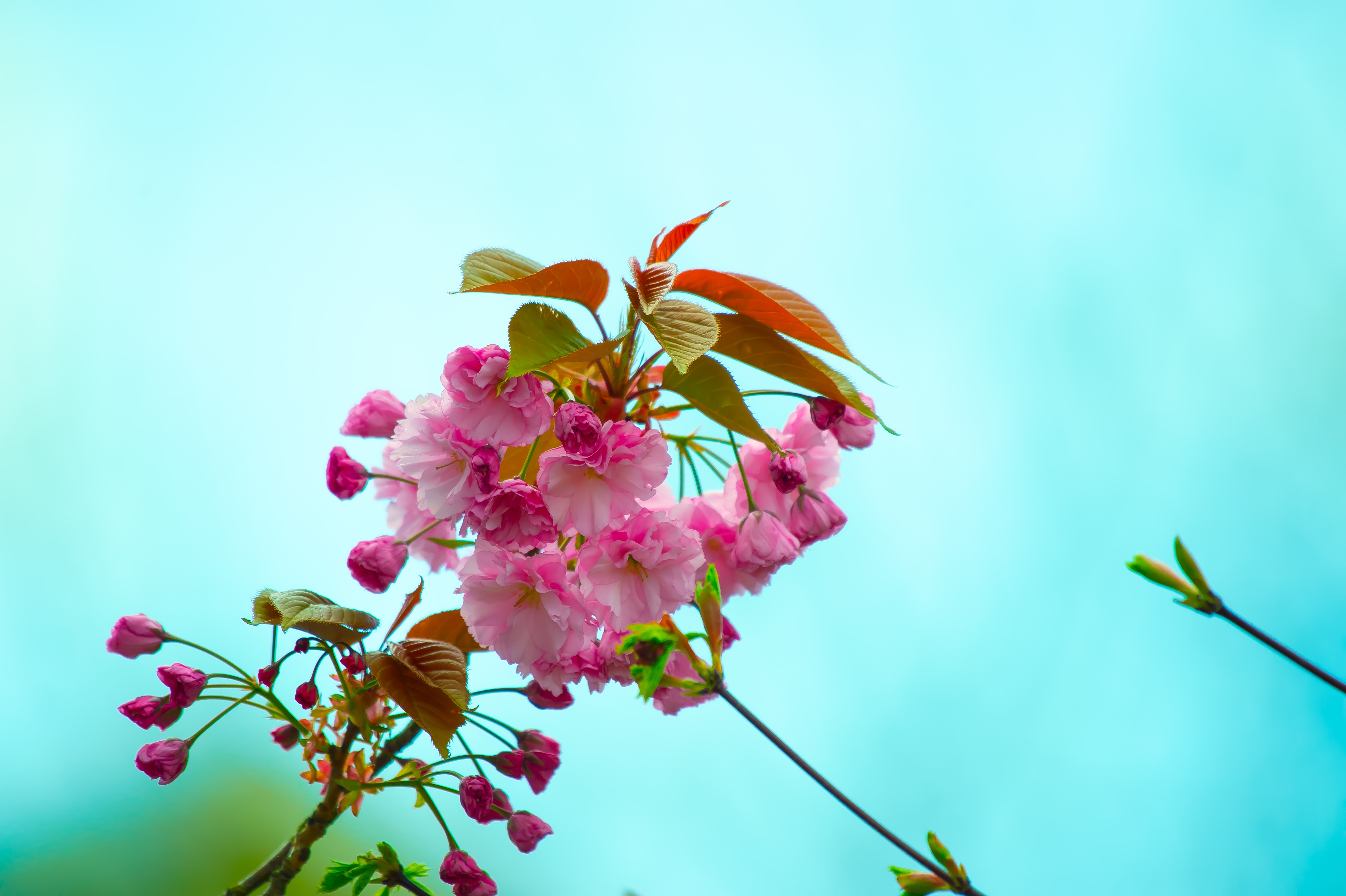 spring, bloom, pink, flora, flowering, flowers, branch 4K Ultra