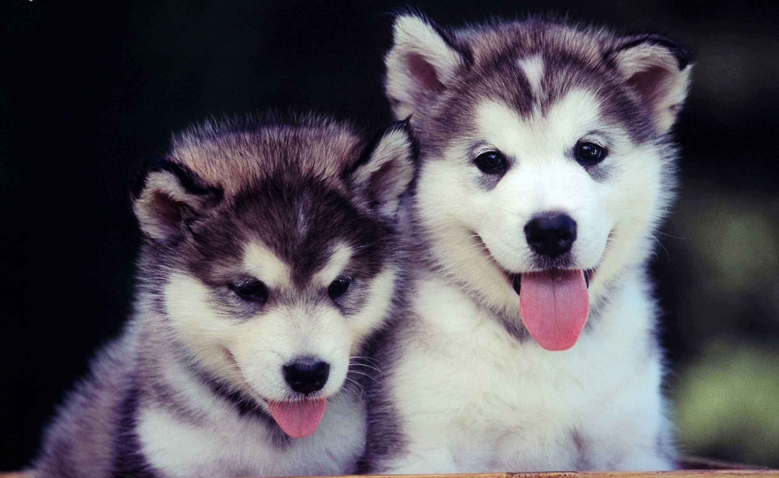 cute, dogs, animals, couple, pair, muzzle, blue eyed, puppies HD wallpaper
