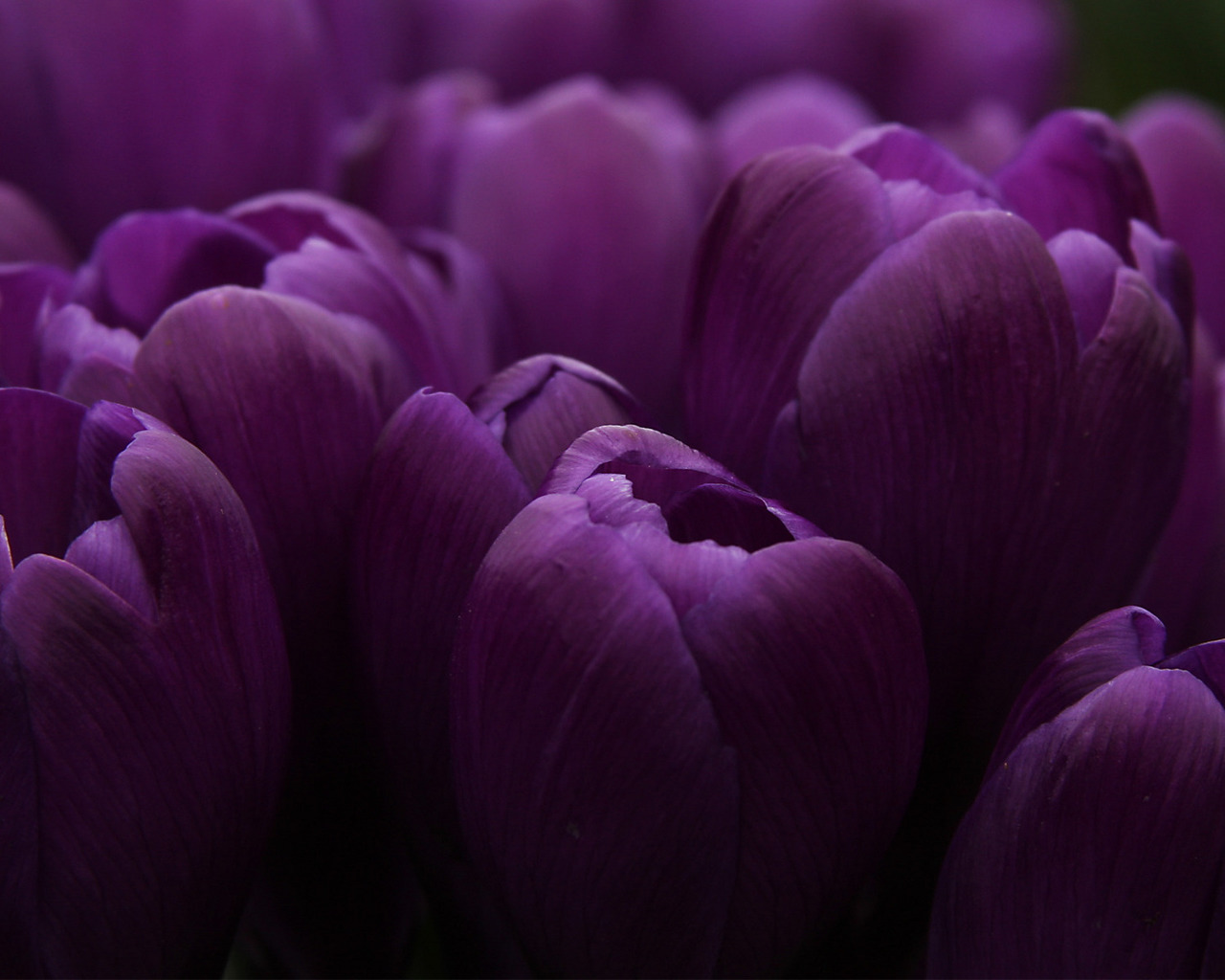 Download mobile wallpaper Plants, Violet, Tulips, Flowers for free.