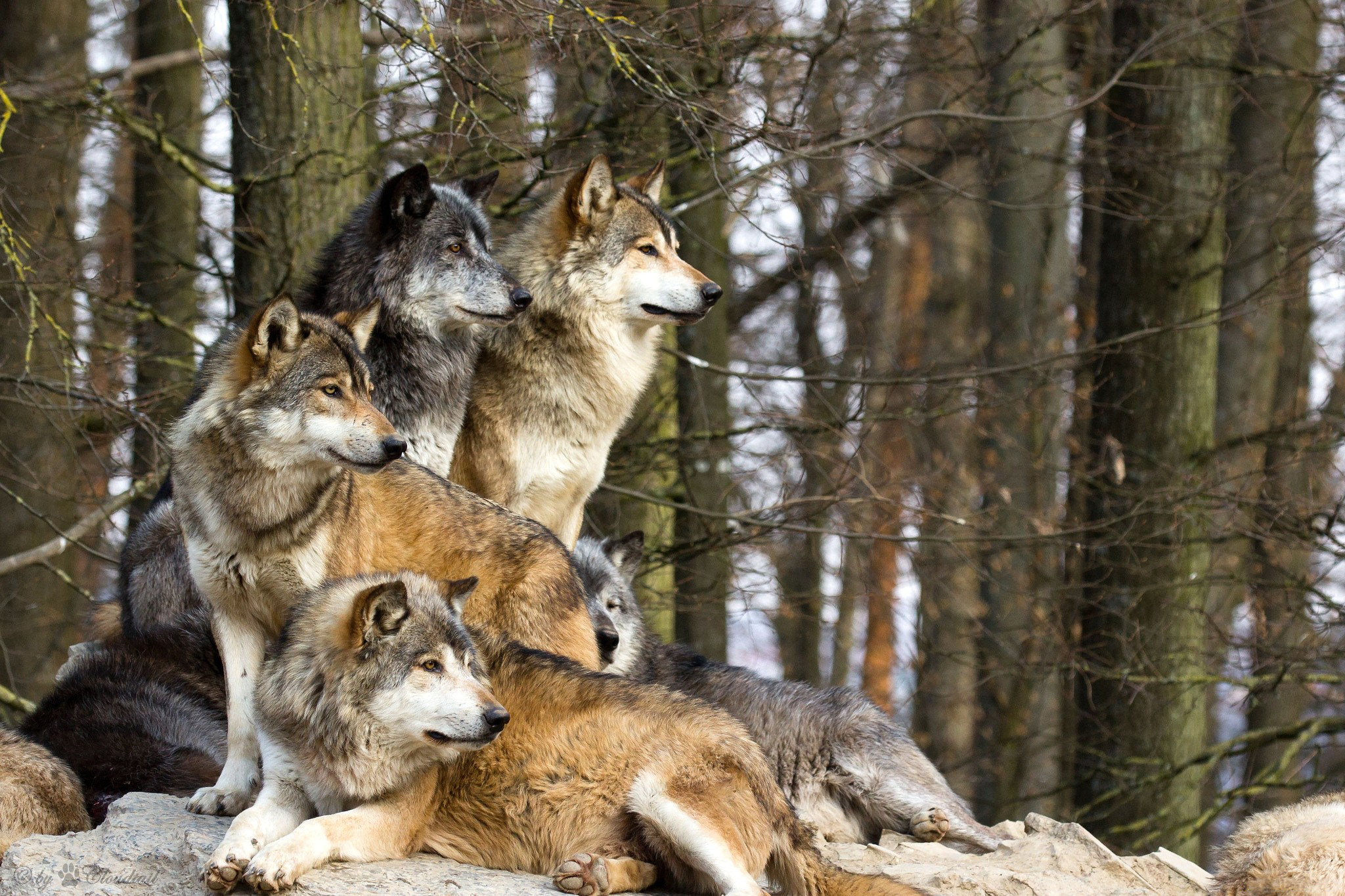 wallpapers wolves, wolf, animal