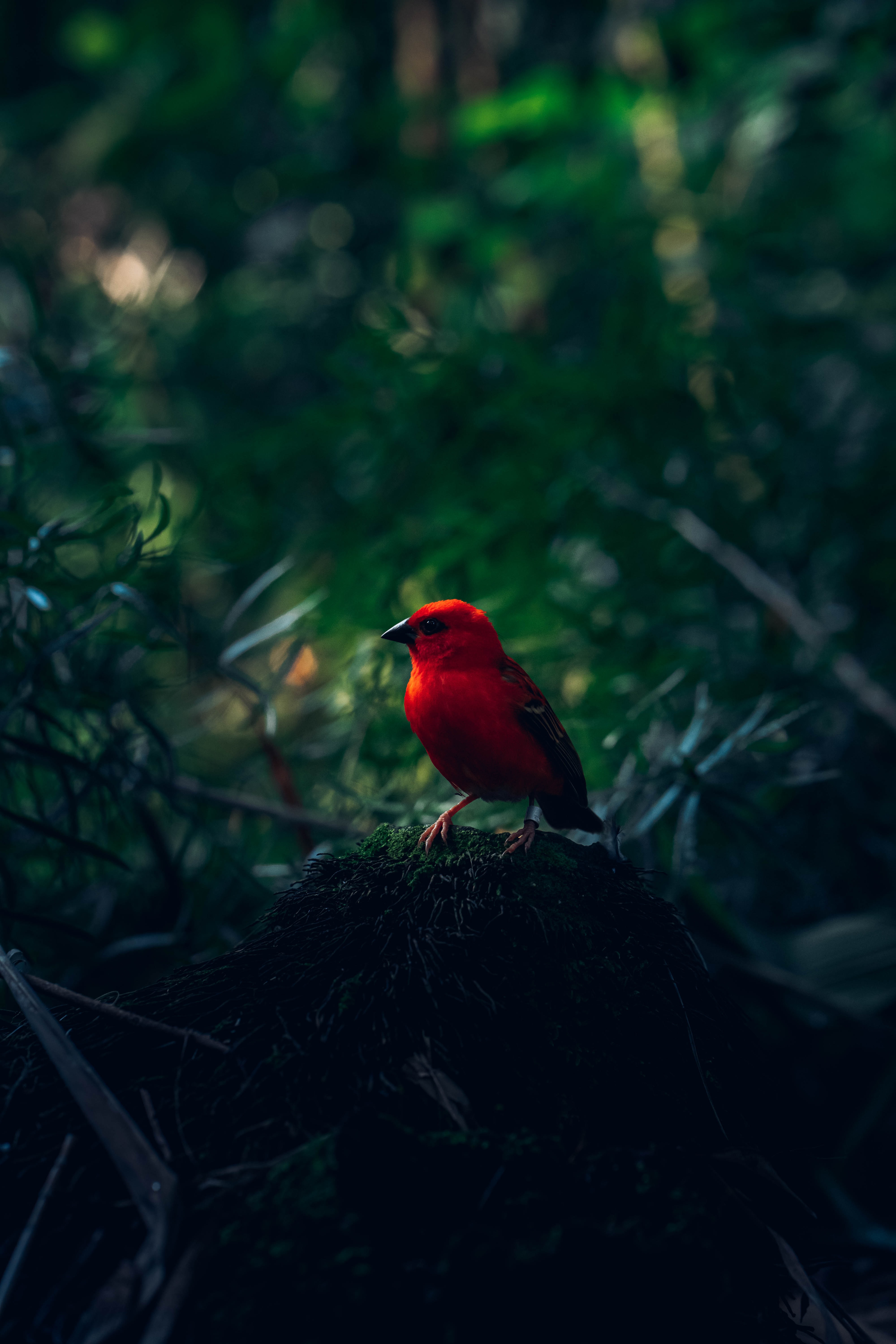 bright, bird, red bird, animals, branches Smartphone Background