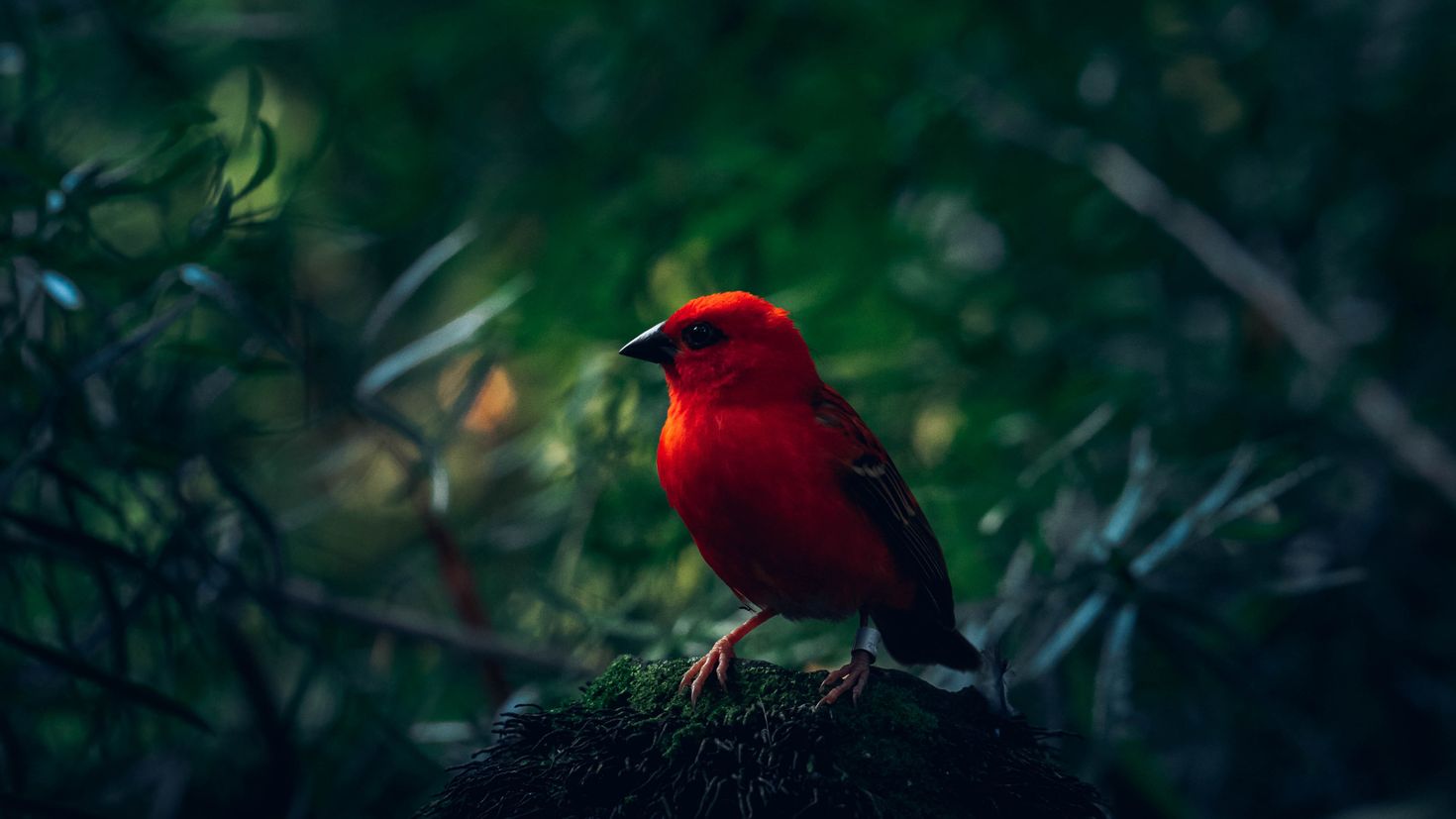 Красна птица пением. Птичка с красными глазами. Красная Райская птица. Красная птичка макро. Птица на Красном фоне.
