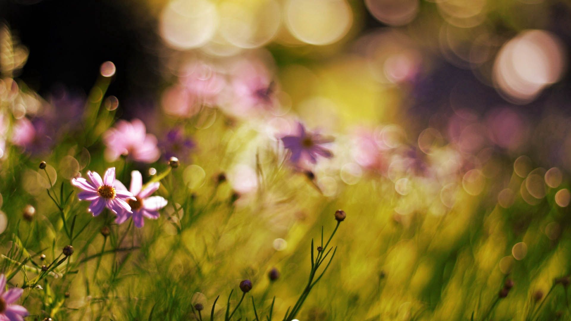 77110 Bildschirmschoner und Hintergrundbilder Blumen auf Ihrem Telefon. Laden Sie  Bilder kostenlos herunter