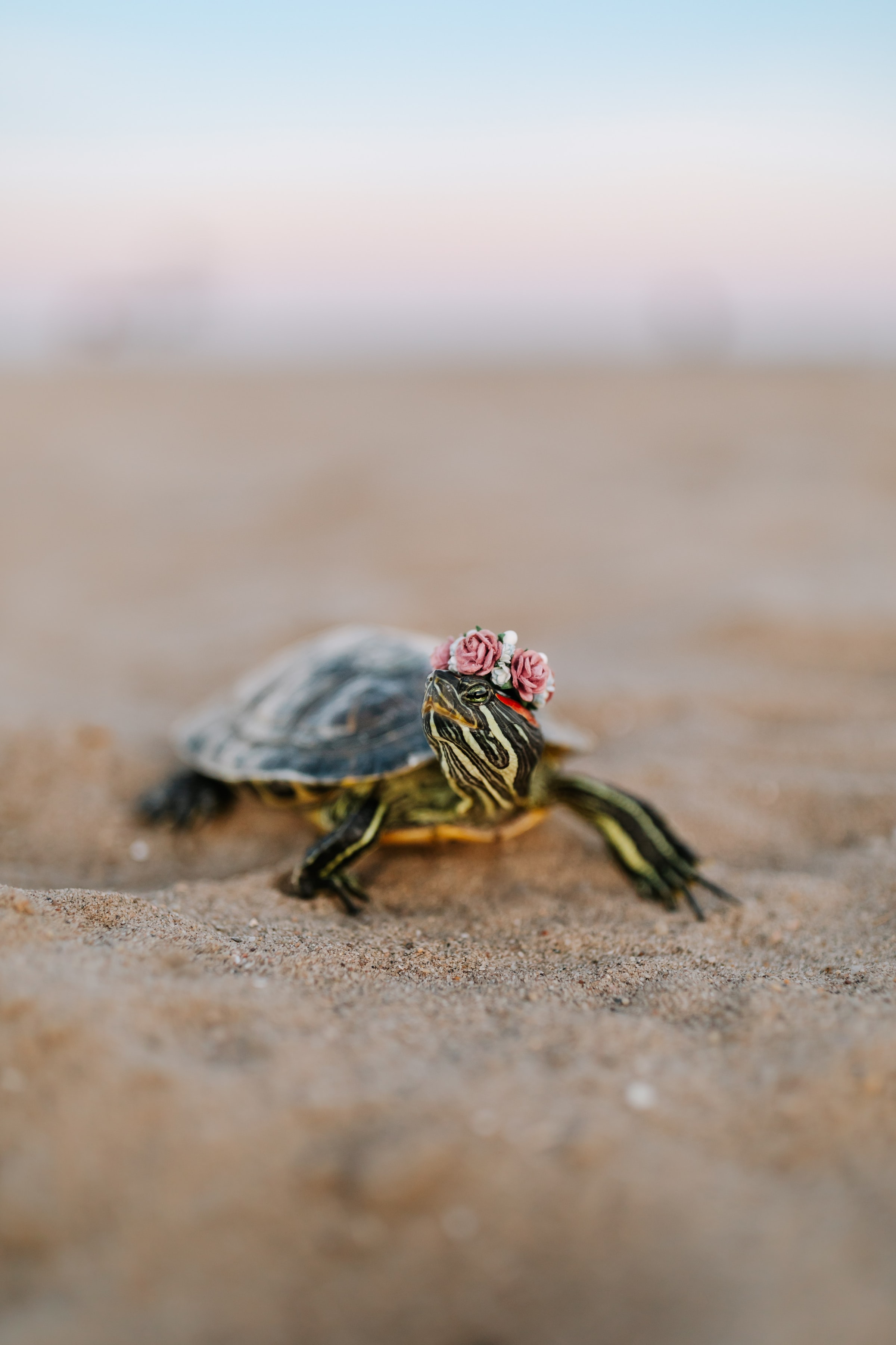 turtle, animals, sand, animal, carapace, shell 8K