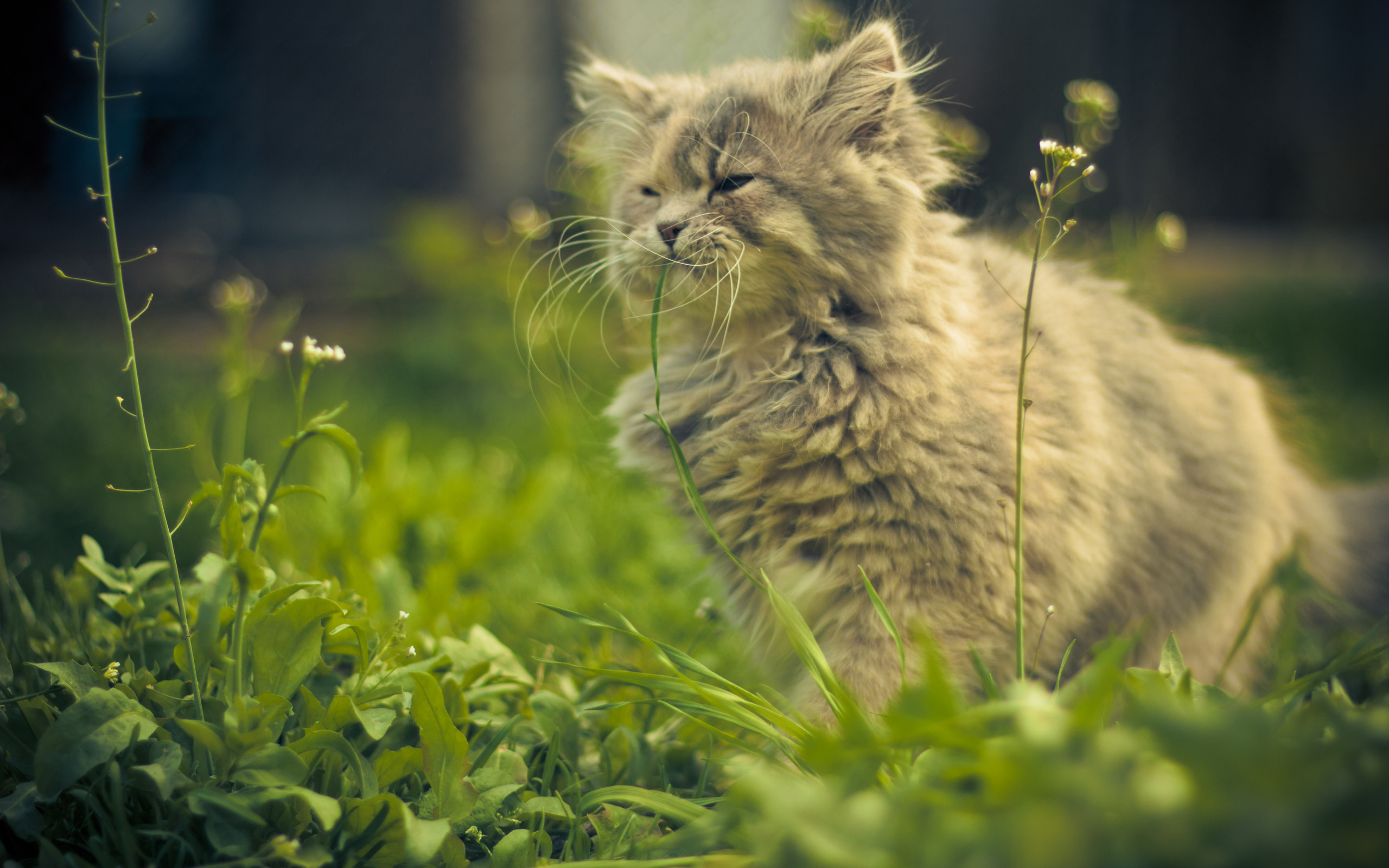 Пушистый кот в траве