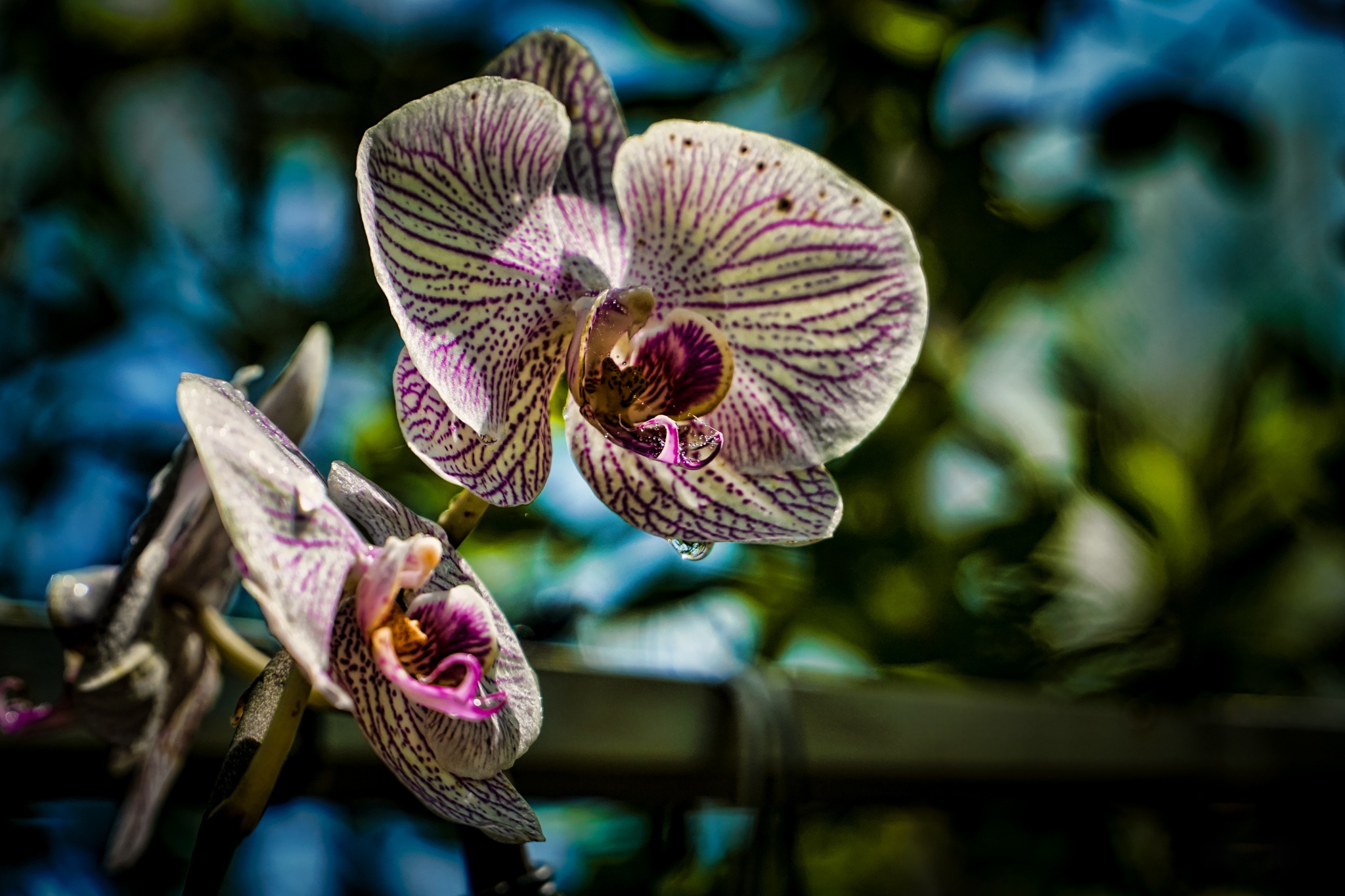 Орхидея хамелеон фаленопсис