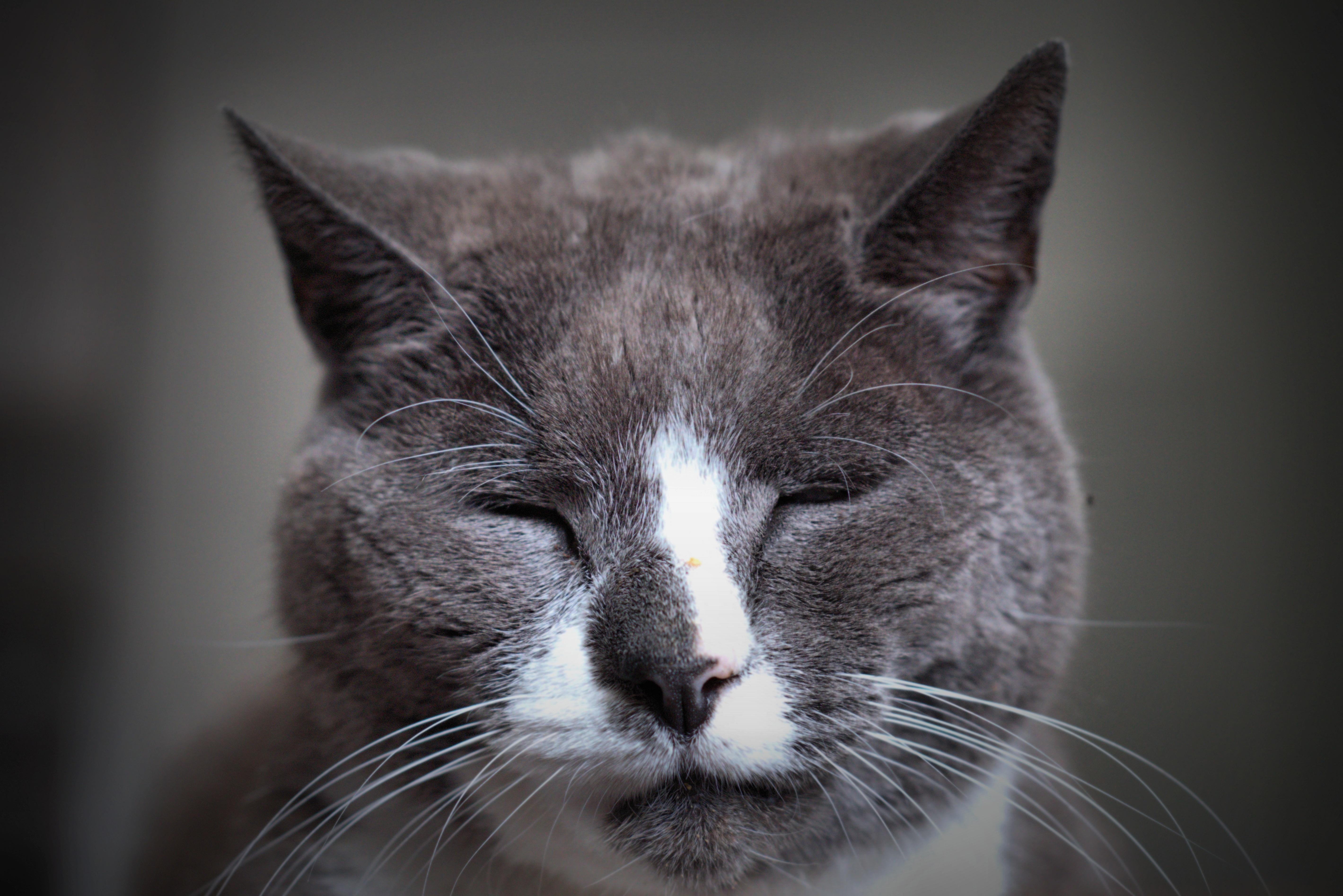Лапки на глазах. Морда кота. Кошачья мордочка. Морда серого кота. Кот с закрытыми глазами.