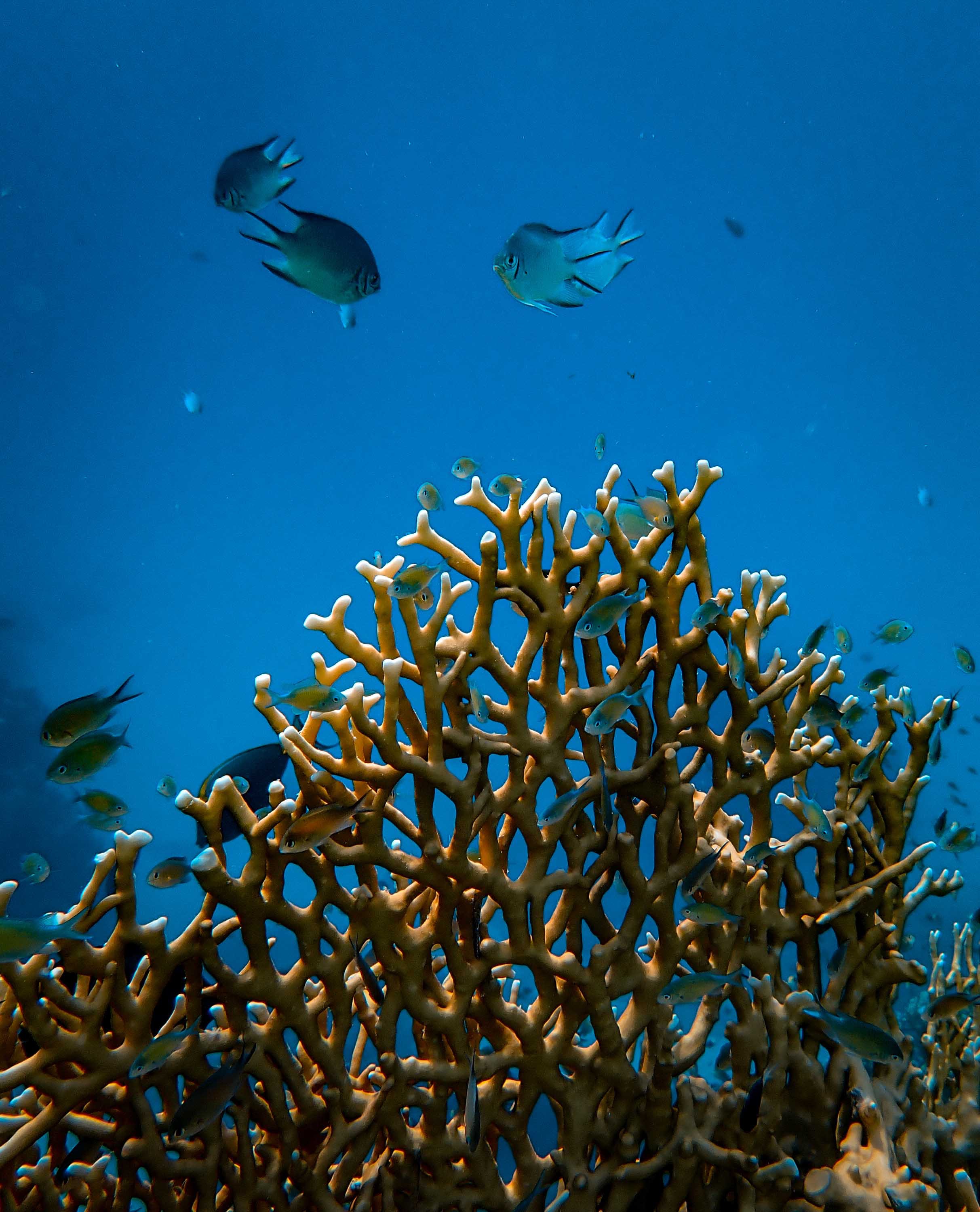 136859 Hintergrundbild herunterladen koralle, tiere, wasser, fische, unterwasserwelt - Bildschirmschoner und Bilder kostenlos