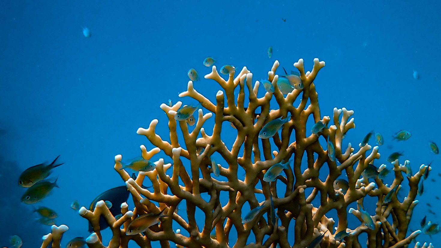 Coral video. Кораллы это животные. Кораллы в воде. Кораллы фон. Обои на рабочий стол кораллы.
