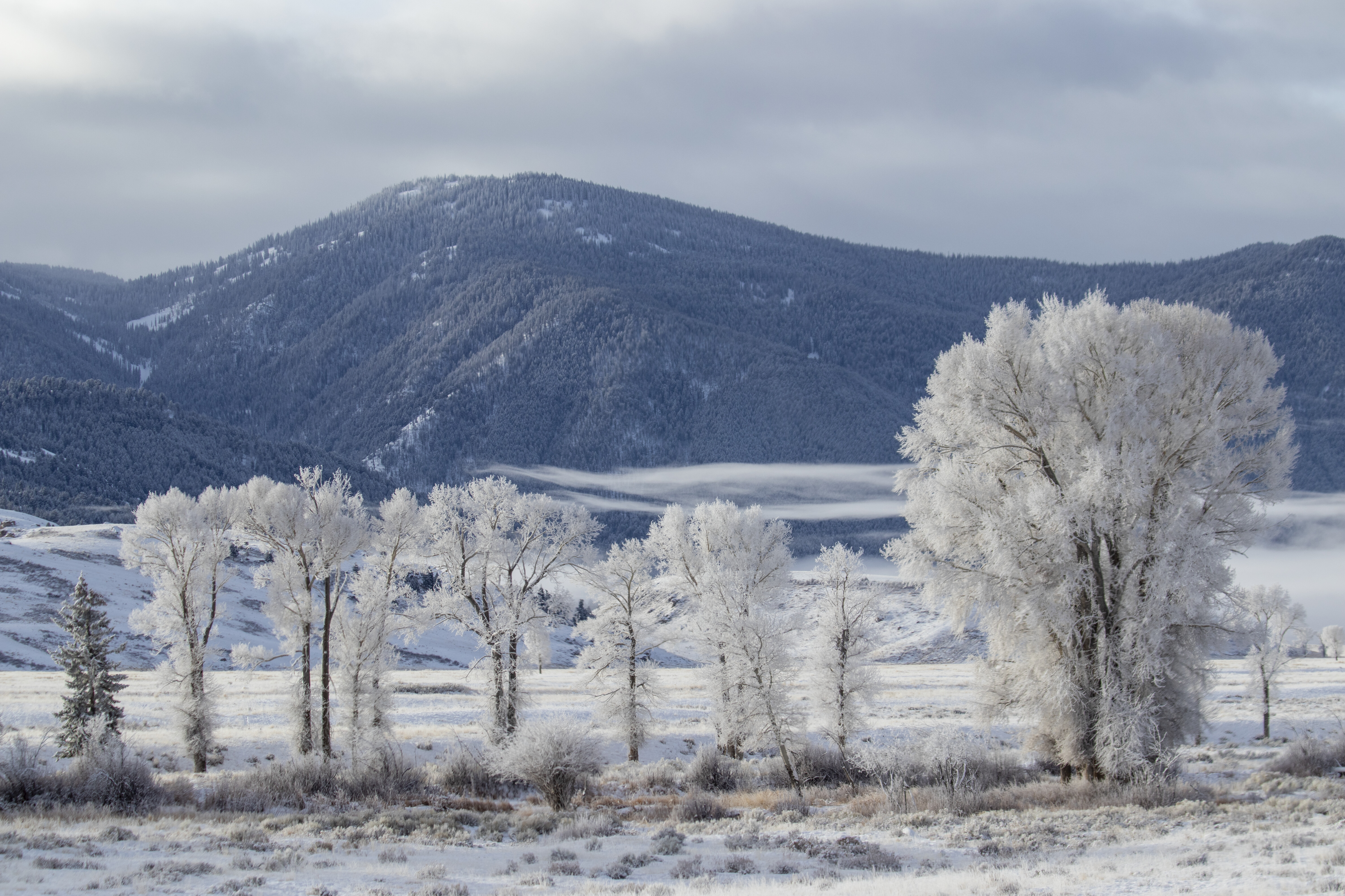 Скачать картинку Деревья, Гора, Снег, Зима, Природа, Пейзаж в телефон бесплатно.