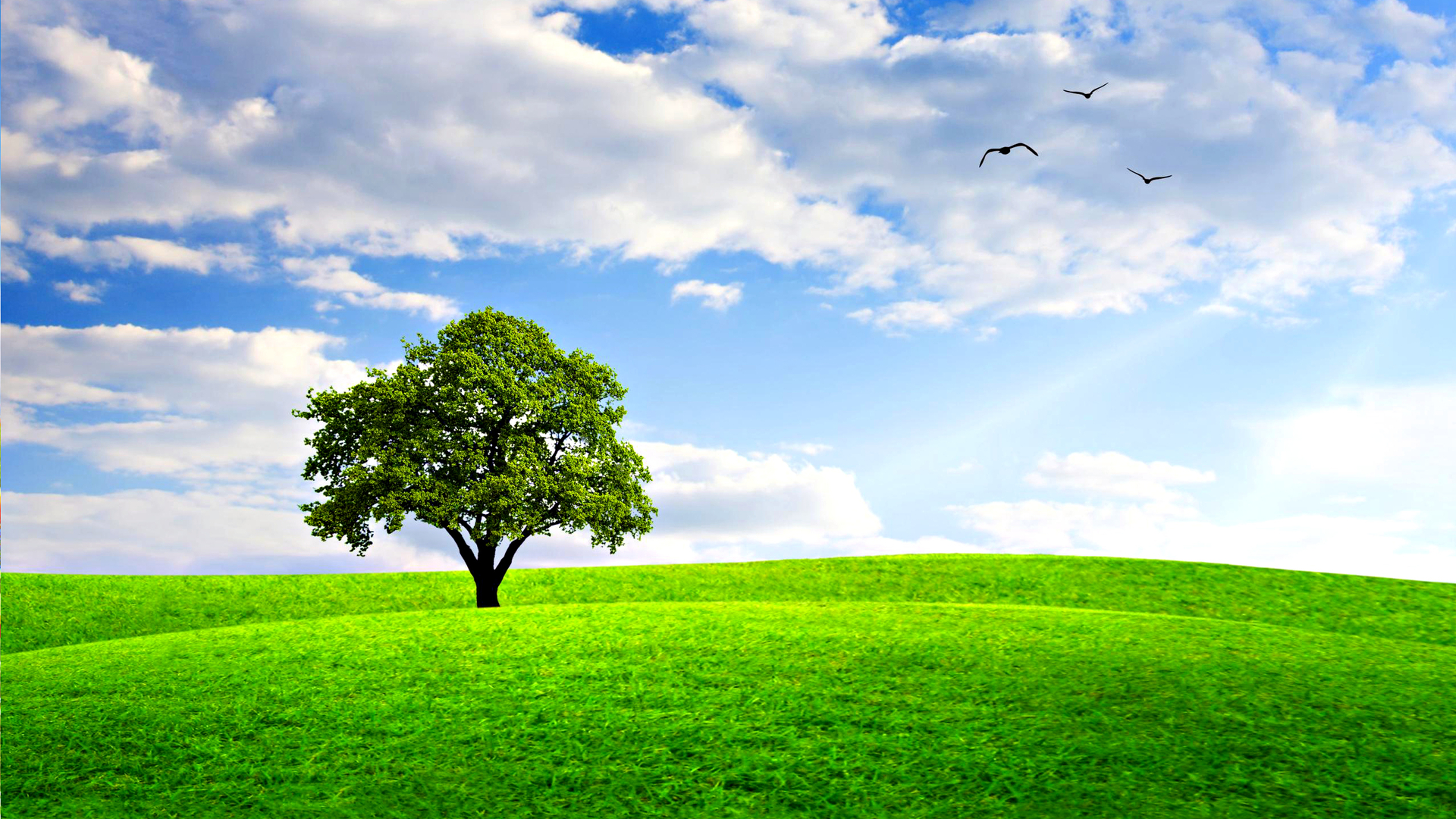 Download mobile wallpaper Trees, Field, Tree, Grass, Earth for free.
