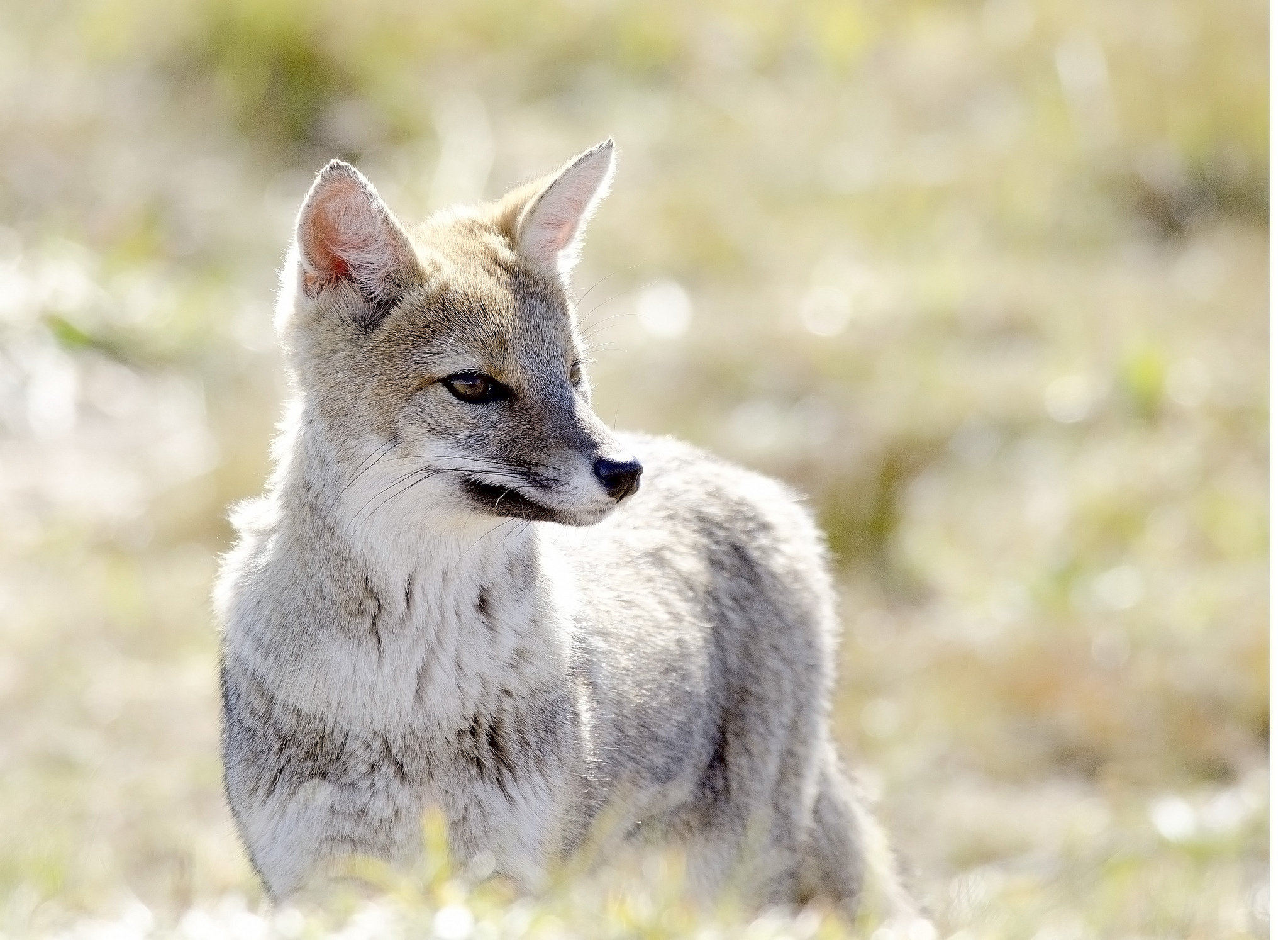 Варрах (Фолклендская лисица)