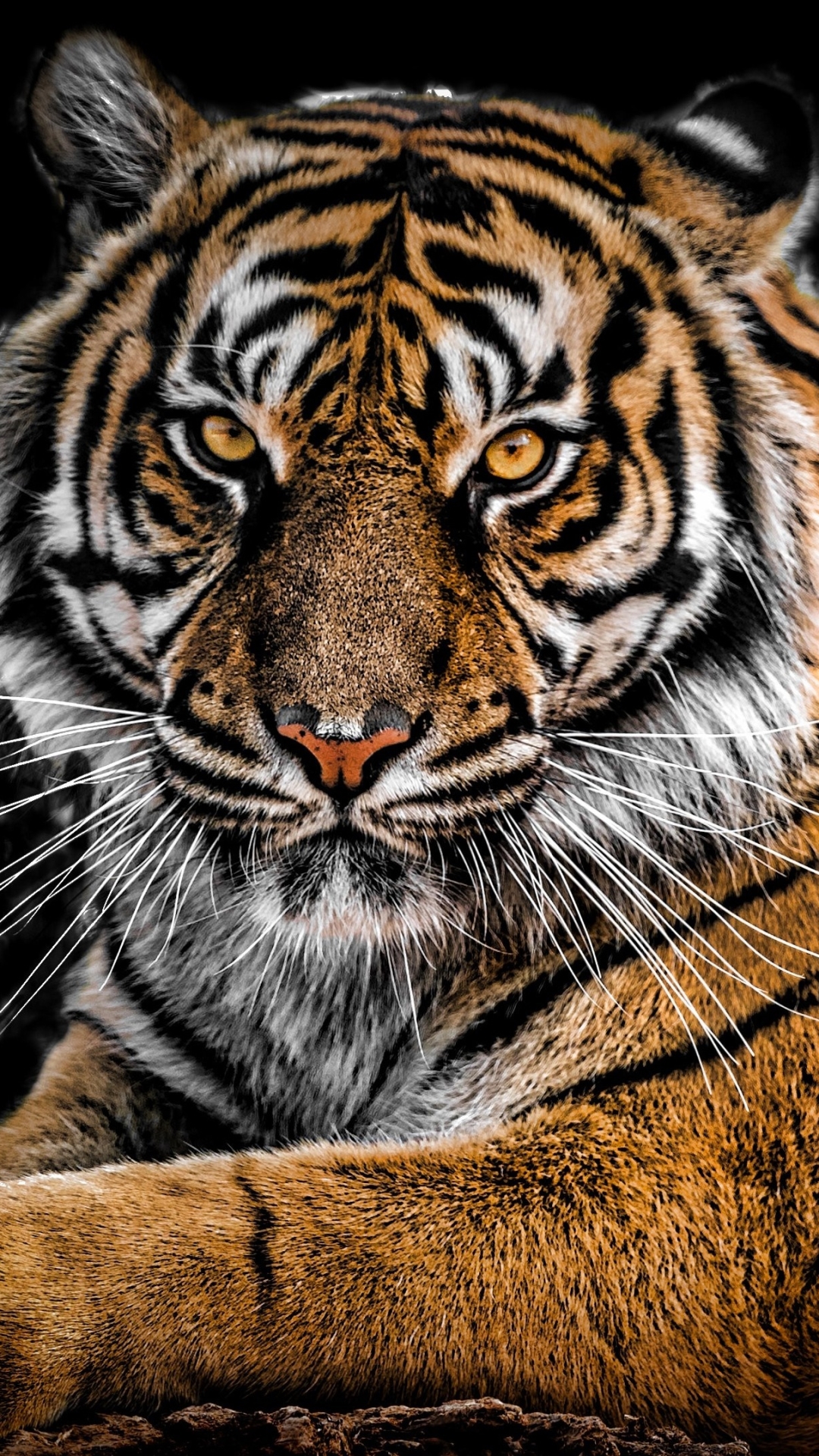 1173874 télécharger le fond d'écran animaux, tigre, tigre de sibérie, chats - économiseurs d'écran et images gratuitement