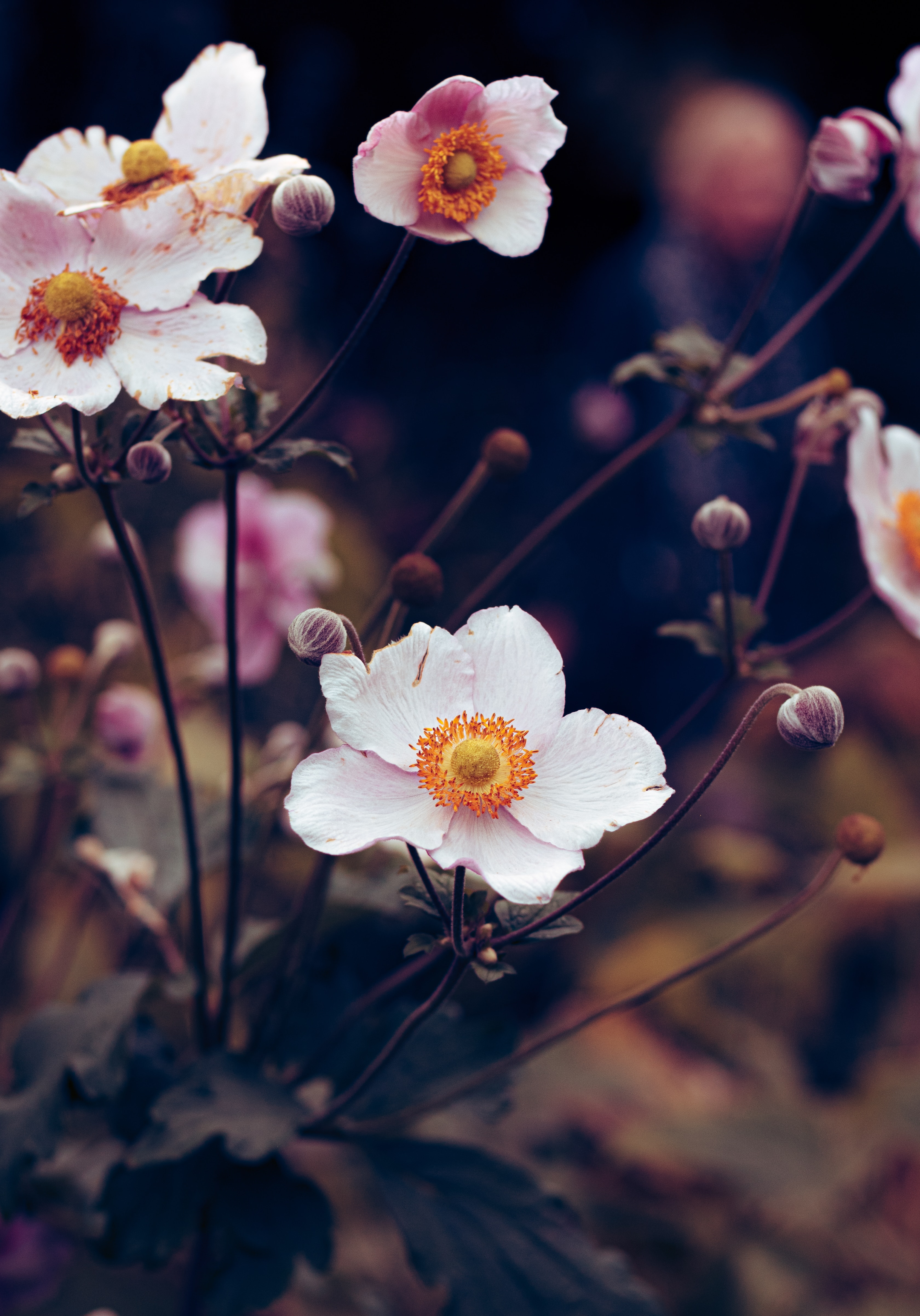Laden Sie das Blühen, Anemone, Blume, Blühenden, Pflanze, Blumen-Bild kostenlos auf Ihren PC-Desktop herunter