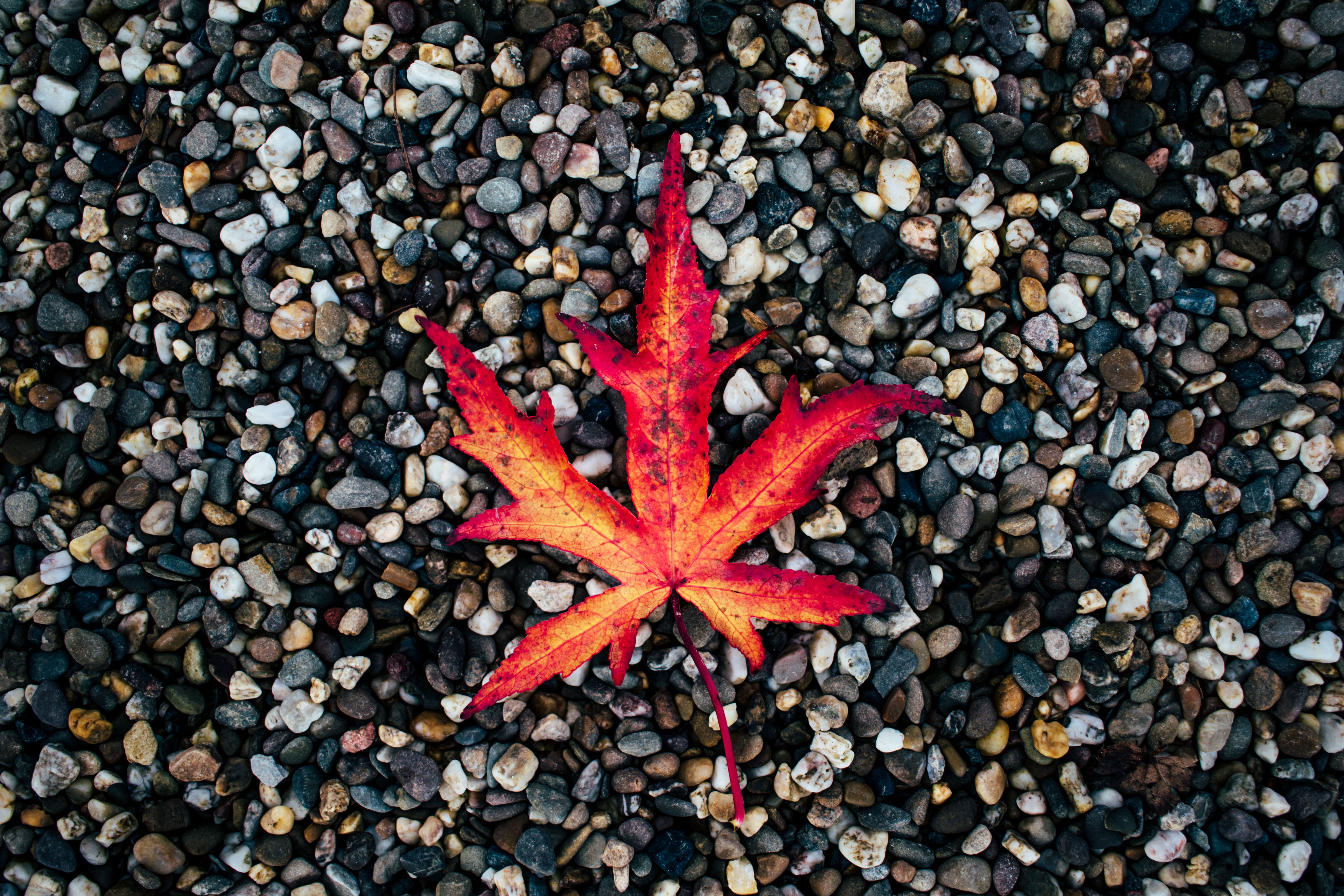HD wallpaper leaf, fallen, autumn, nature, stones, sheet
