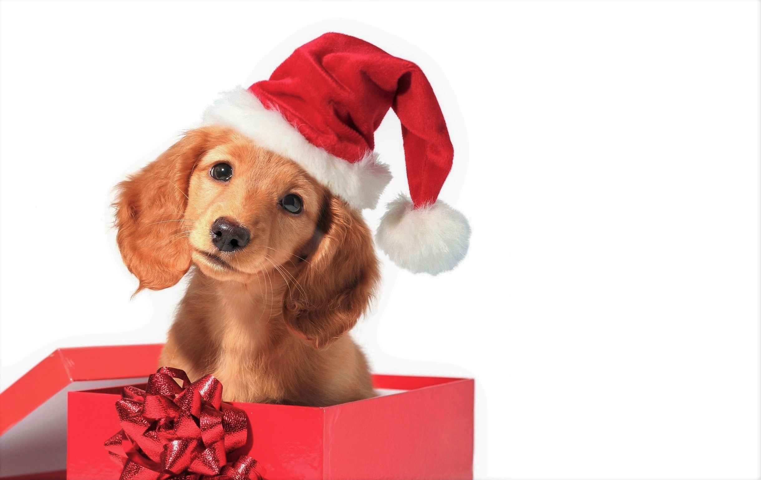 box, holiday, christmas, baby animal, cute, dog, gift, puppy, santa hat QHD