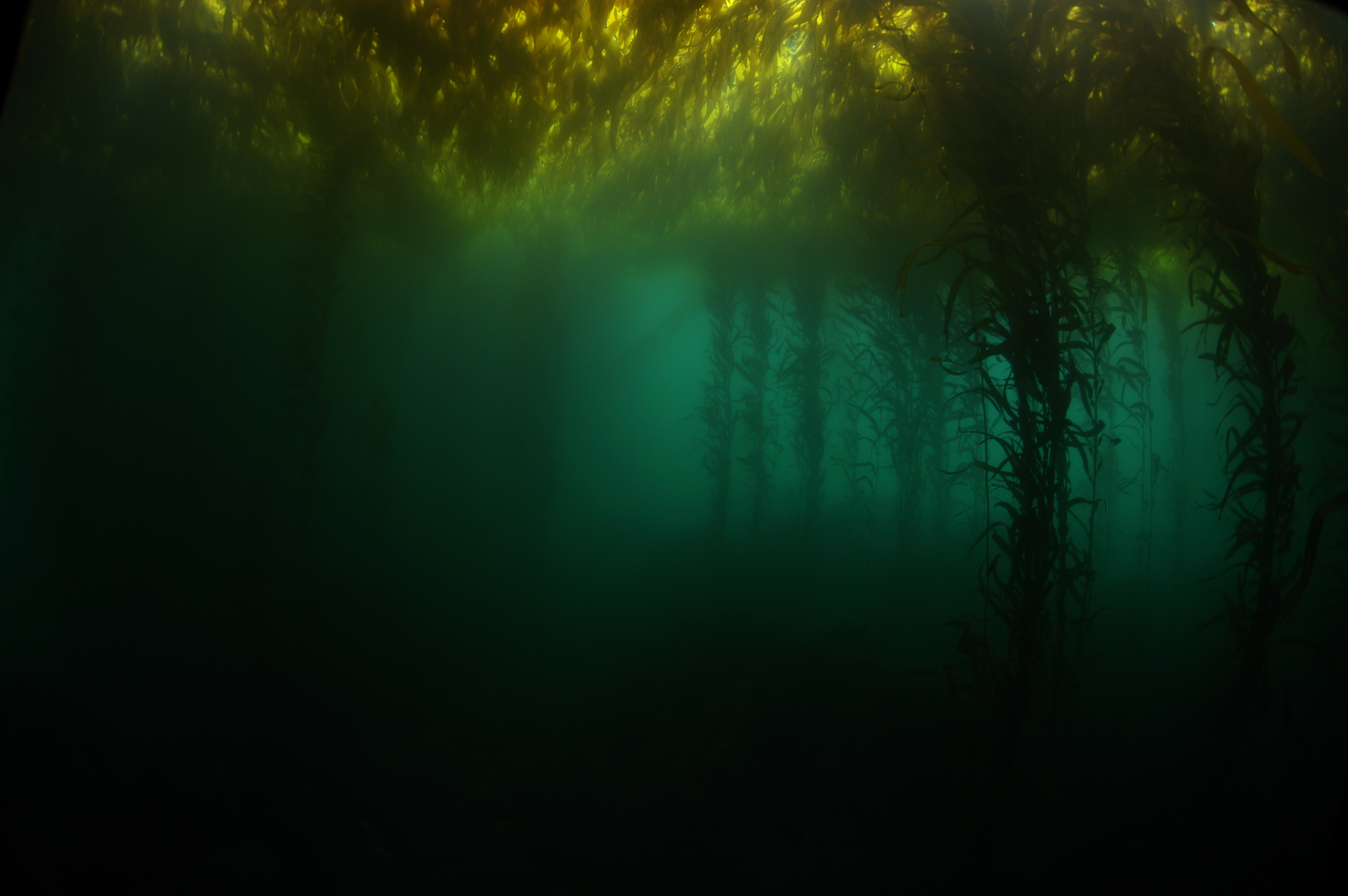 seaweed, earth, underwater