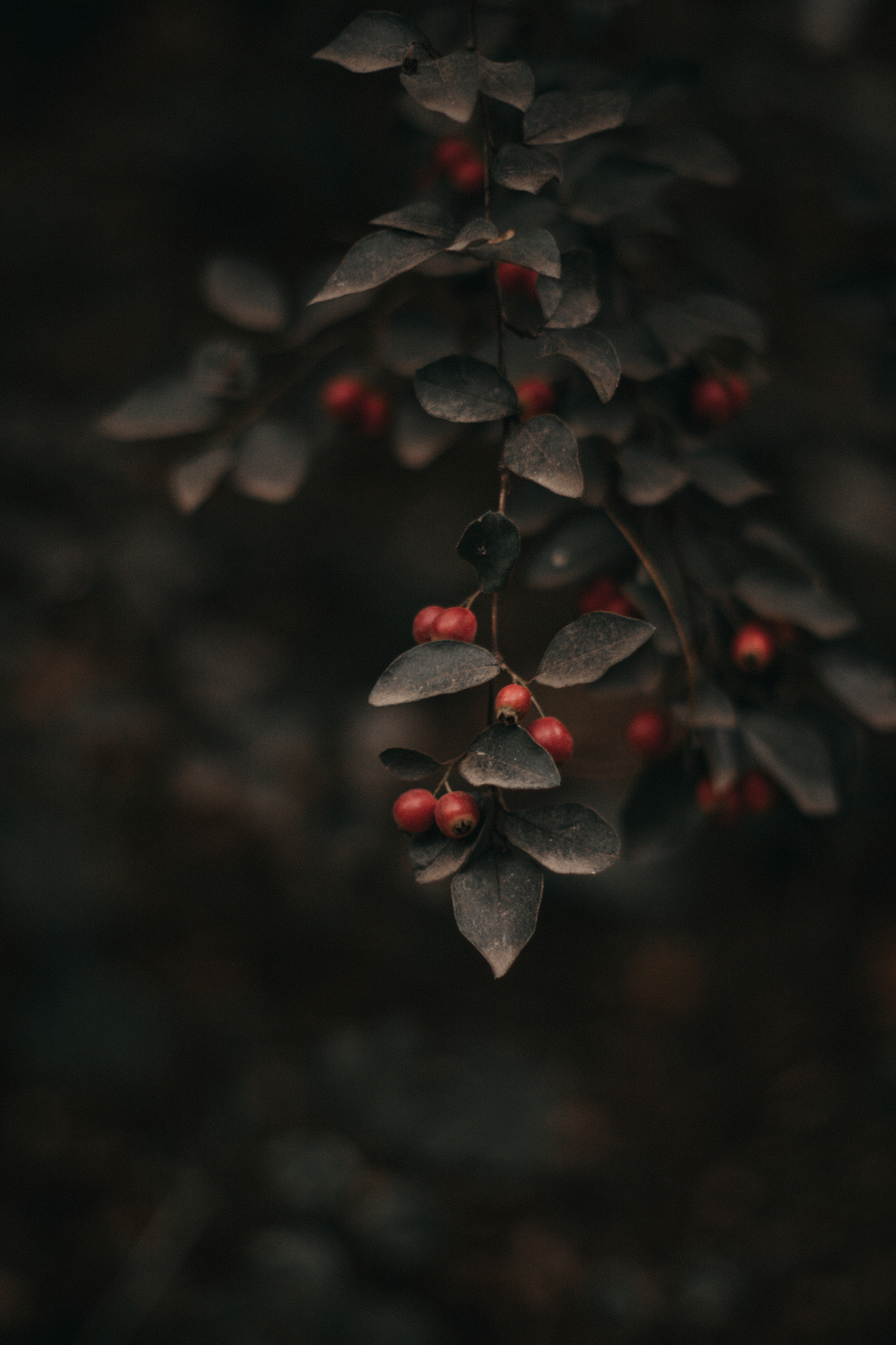 focus, nature, leaves, bush, branch, berry High Definition image