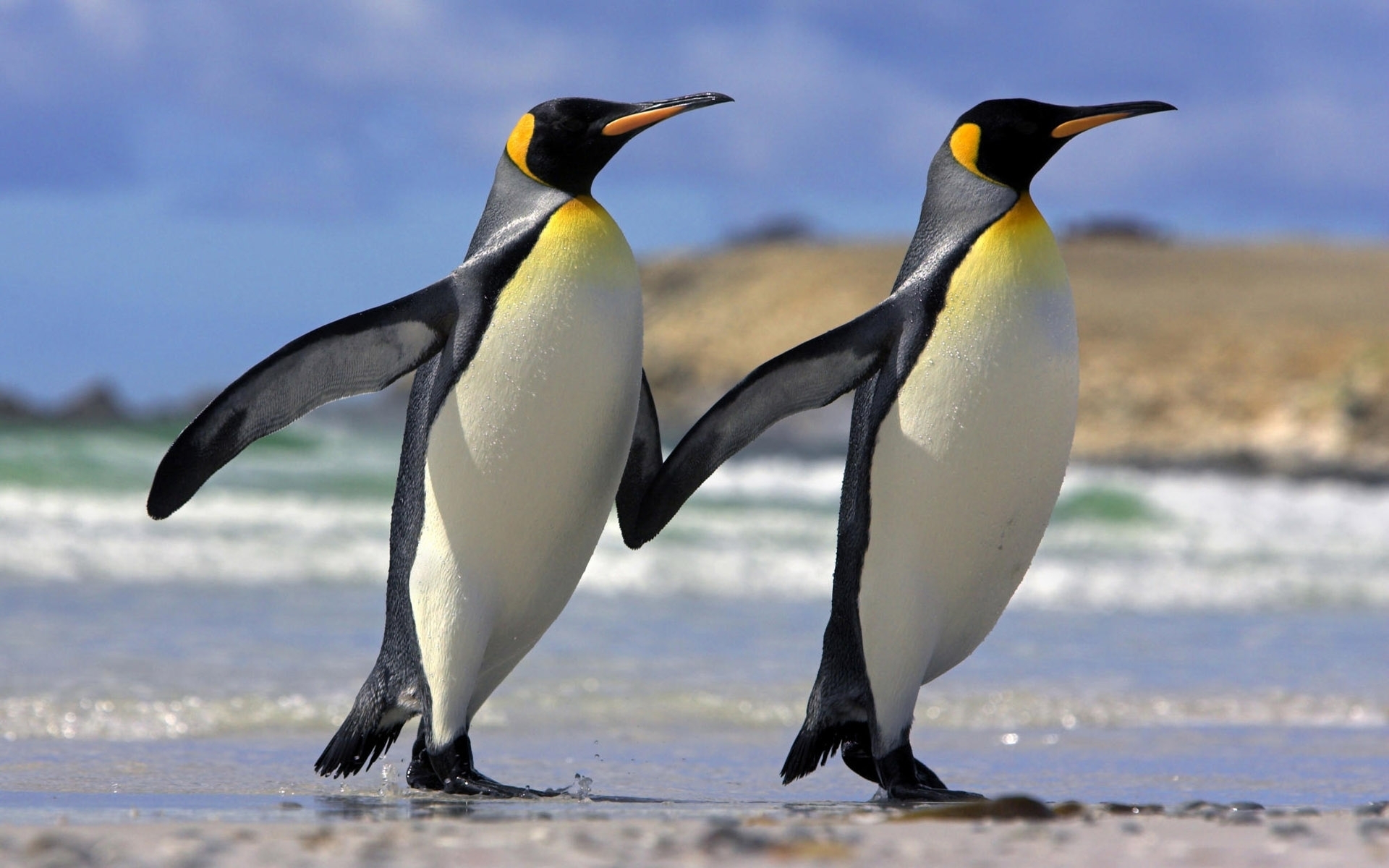 200276 скачать картинку животные, пингвин, птицы - обои и заставки бесплатно