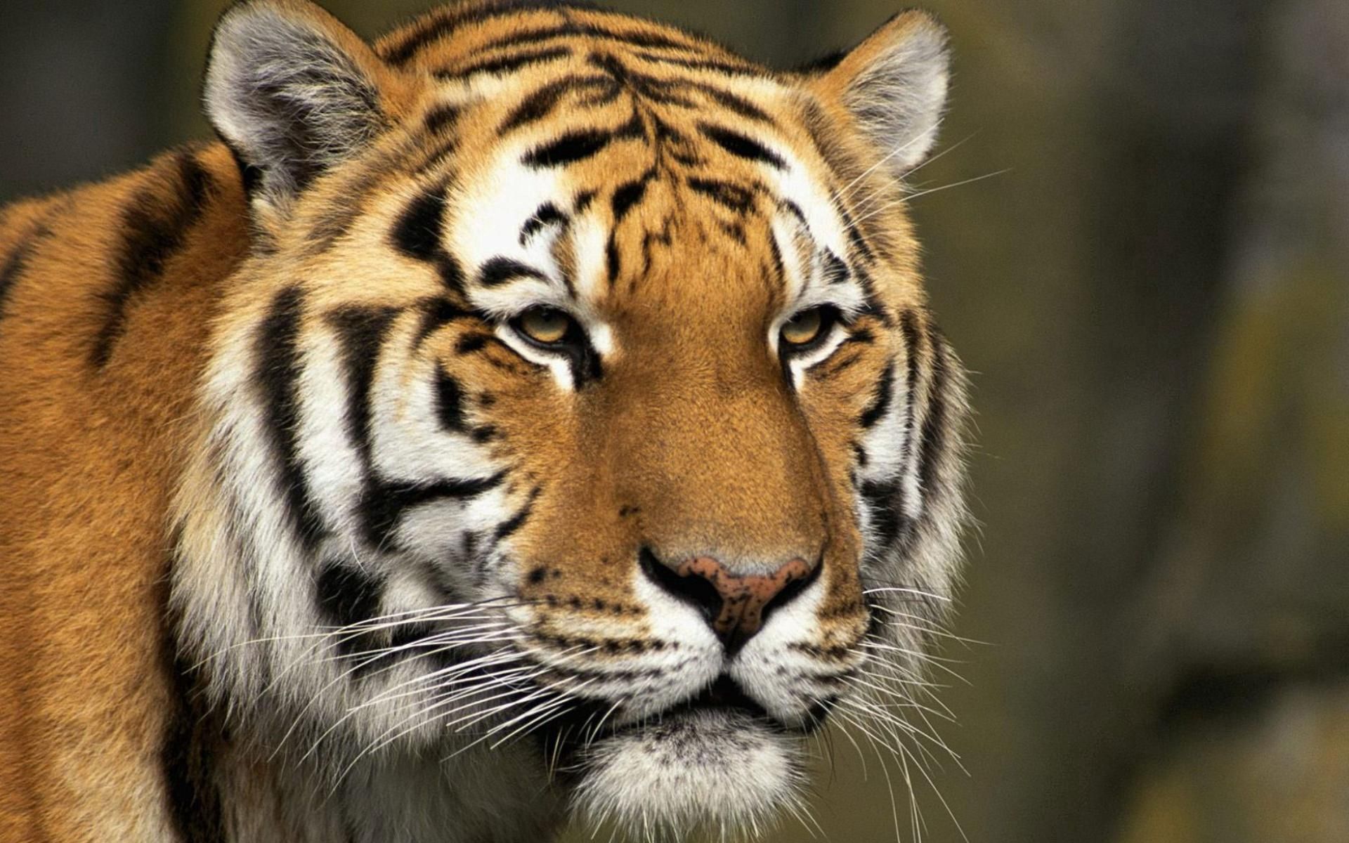 Download mobile wallpaper Striped, Animals, Muzzle, Big Cat, Predator, Tiger for free.