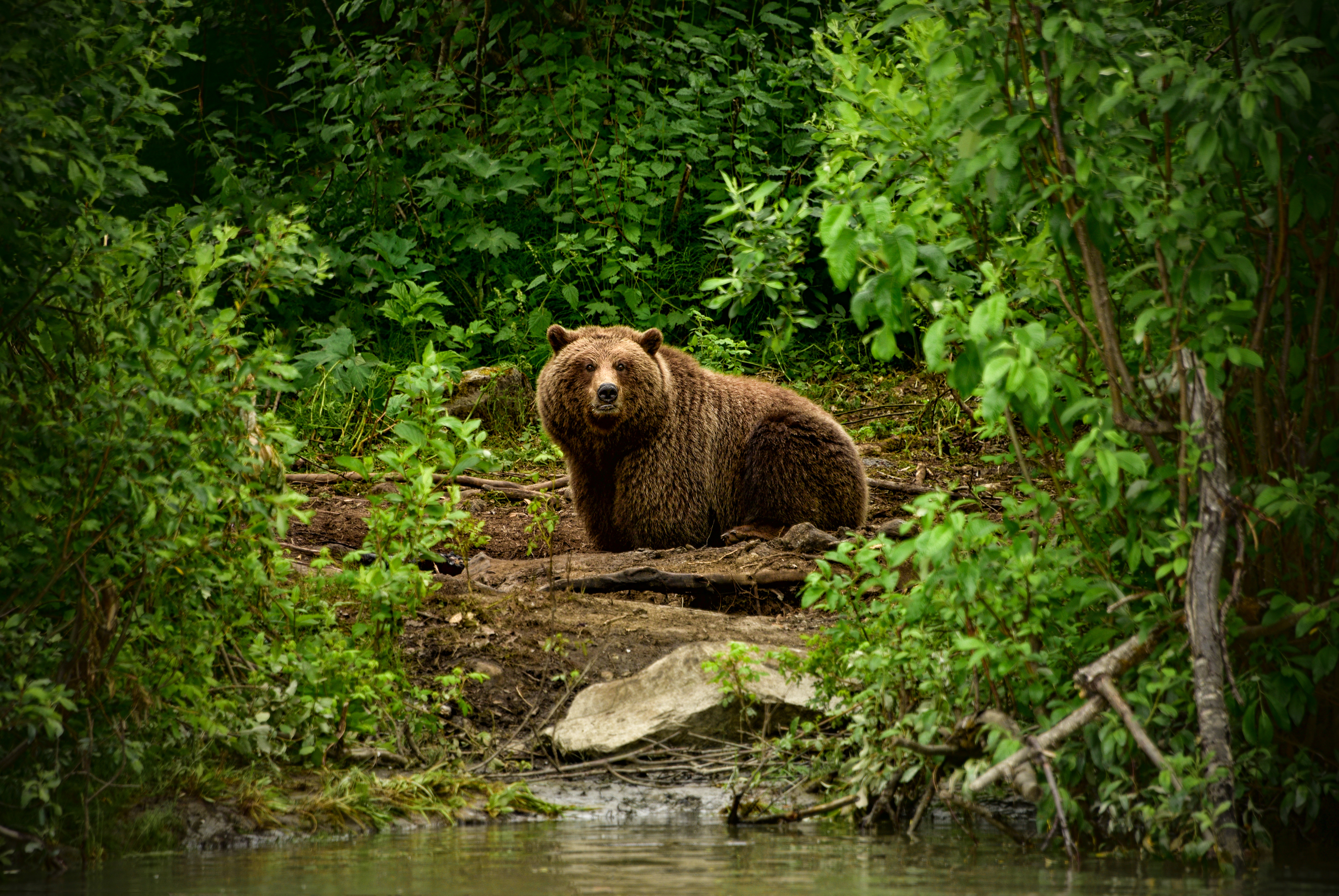 brown bear, animal, bear, forest, stare, bears mobile wallpaper