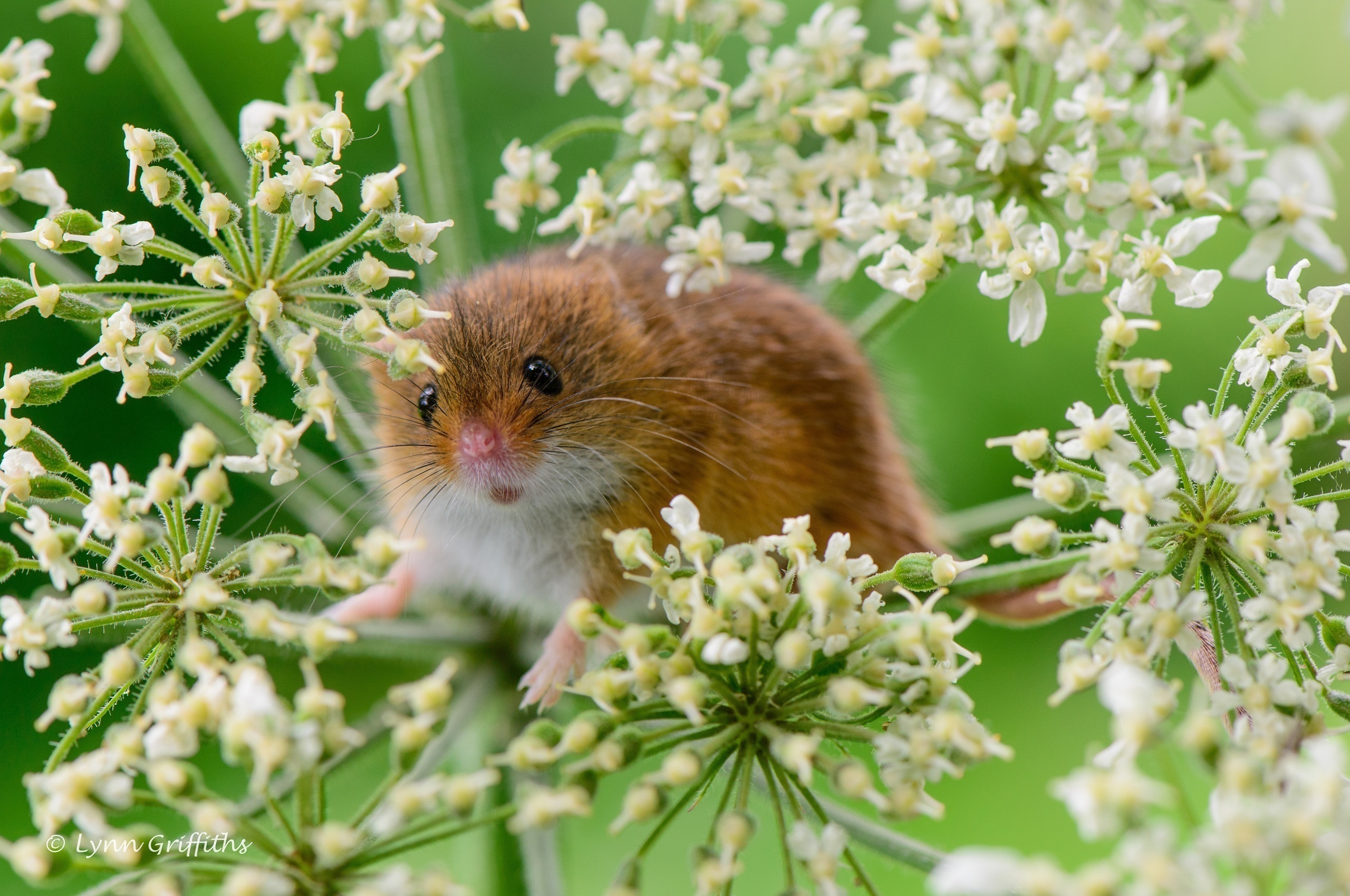 mouse, grass, animals, plant, rodent, little mouse, baby mouse