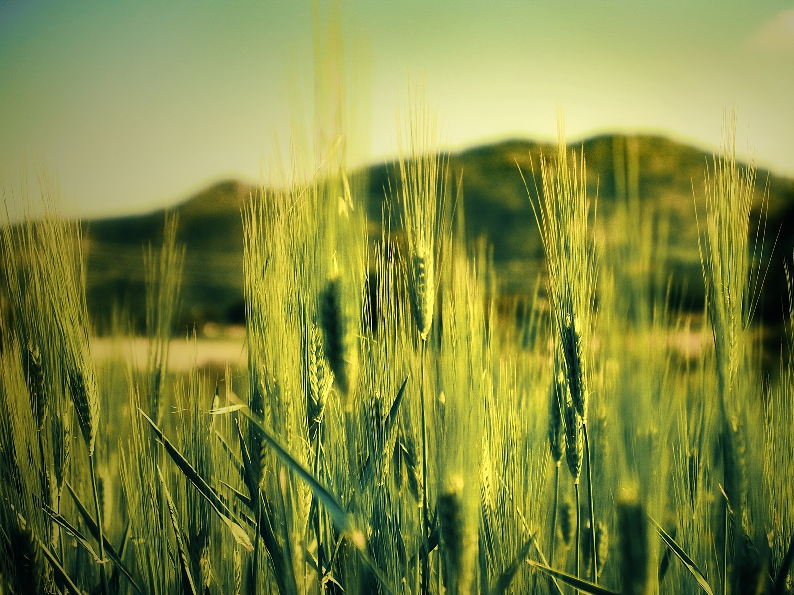 Скачать картинку Пшеница, Растения в телефон бесплатно.