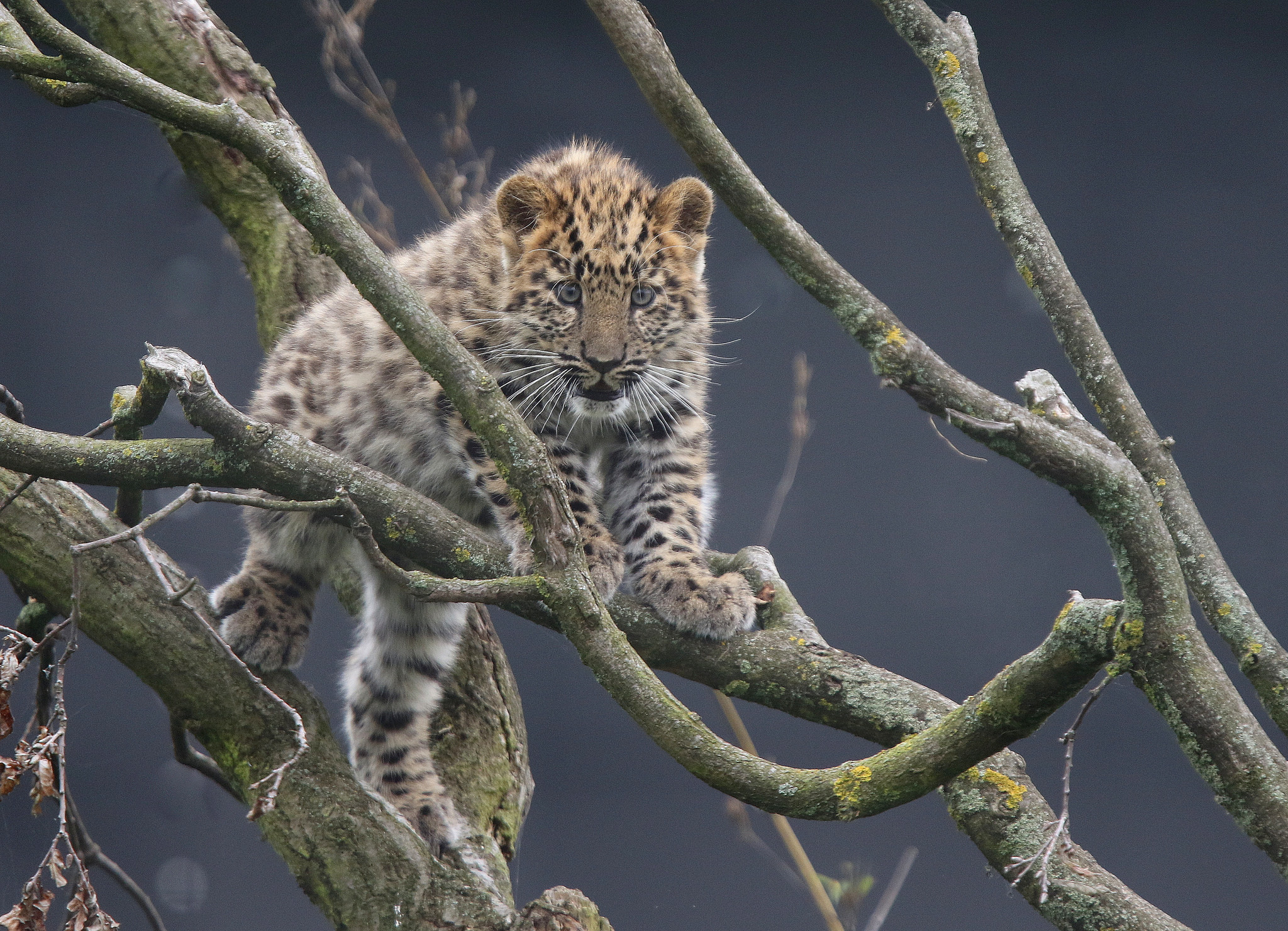 376105 Hintergrundbild herunterladen tiere, leopard, amur leopard, ast, katzen - Bildschirmschoner und Bilder kostenlos