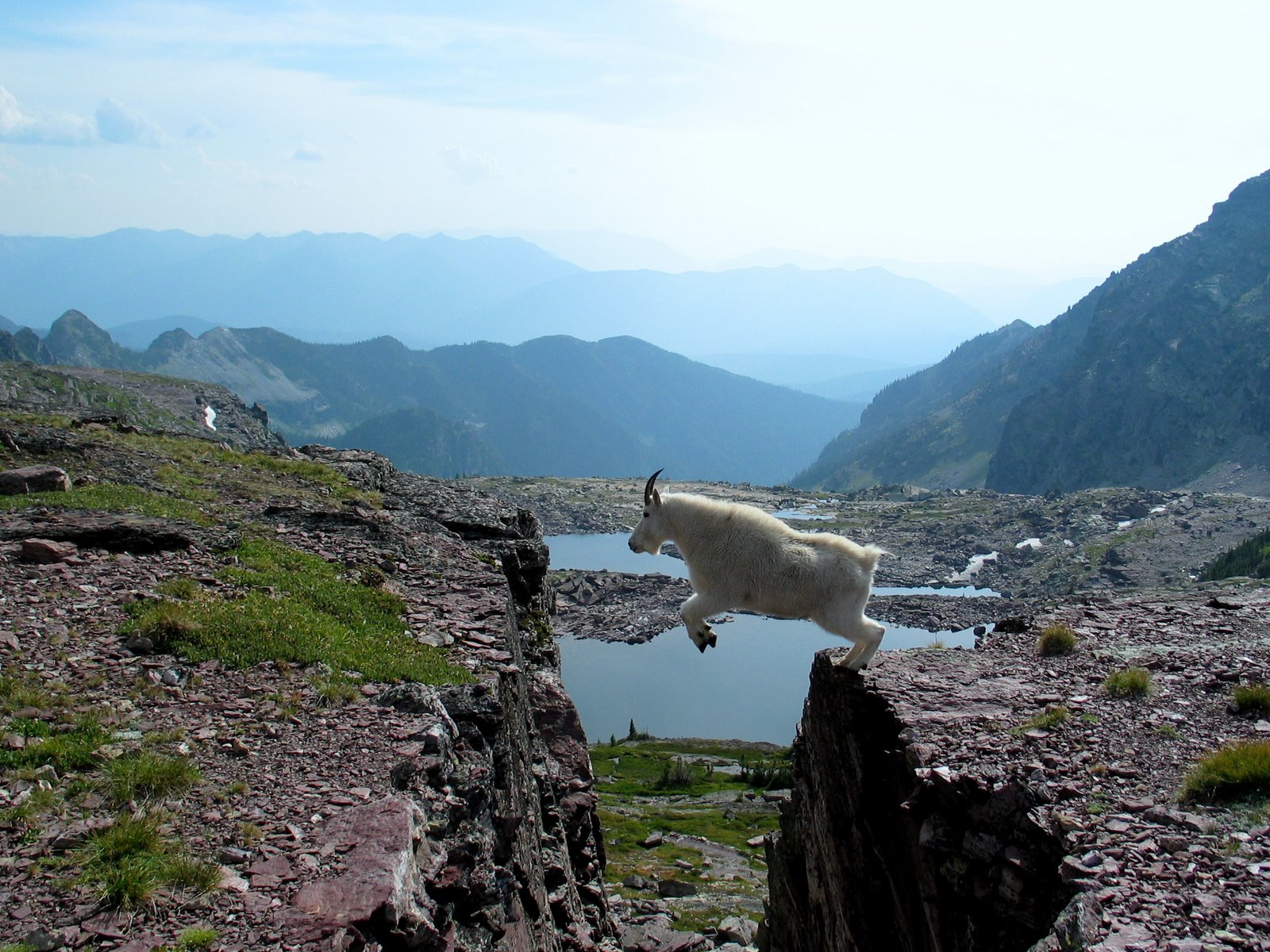mountain goat, animal 32K