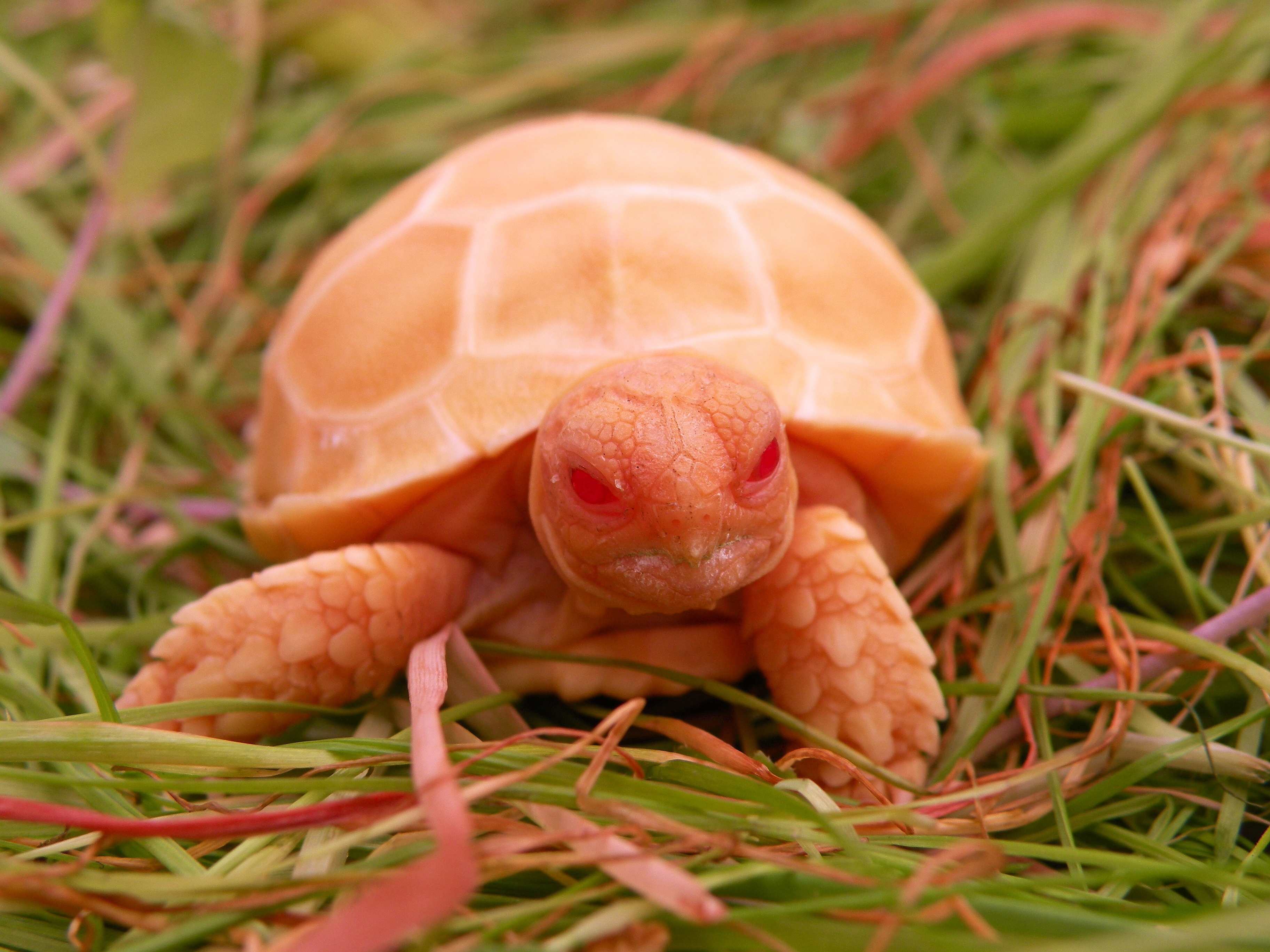 Черепашка. Сульката черепаха. Черепашка альбинос. Сухопутная черепаха альбинос. Черепаха Среднеазиатская альбинос.