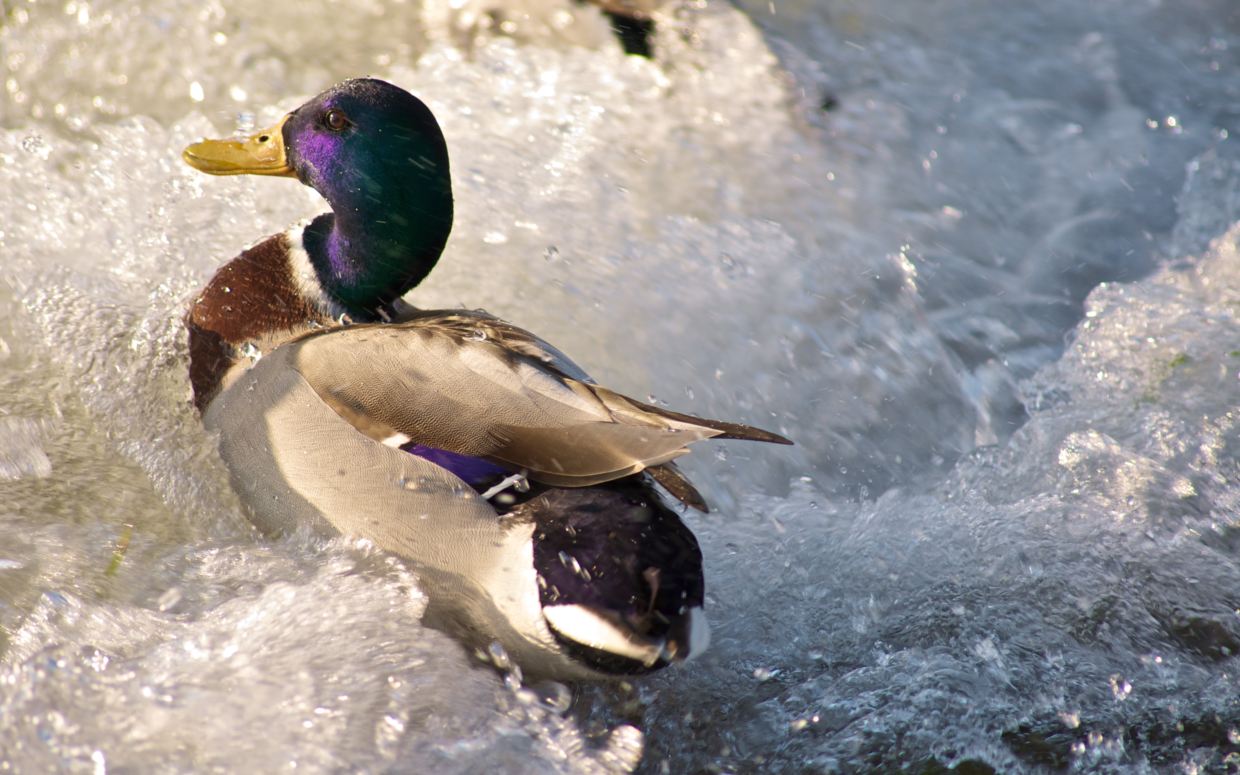 Download mobile wallpaper Duck, Close Up, Wave, Birds, Lake, Animal for free.