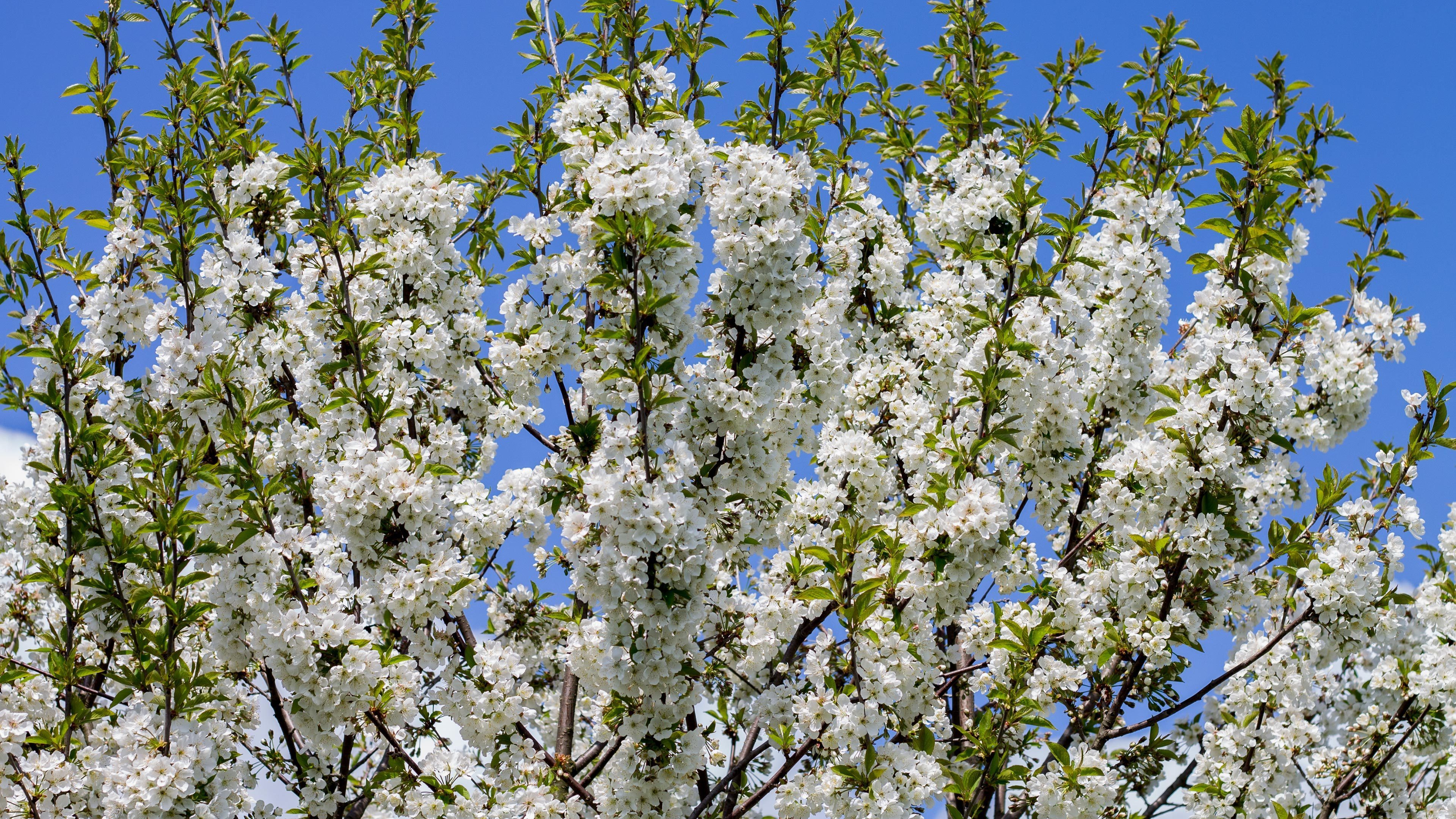 Деревья цветущие белыми цветами