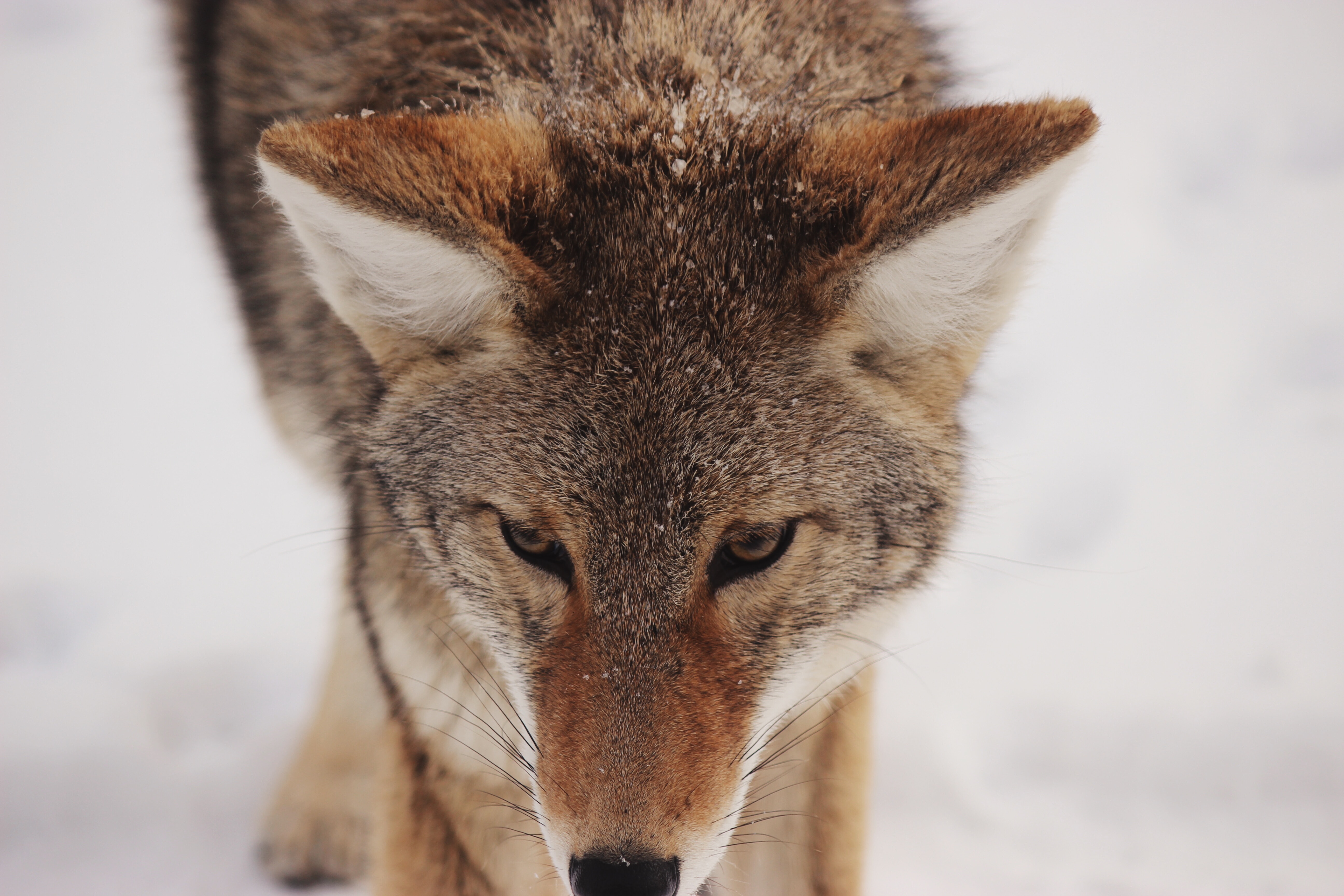 153934 descargar imagen animales, nieve, depredador, visión, opinión, fauna silvestre, vida silvestre, coyote: fondos de pantalla y protectores de pantalla gratis