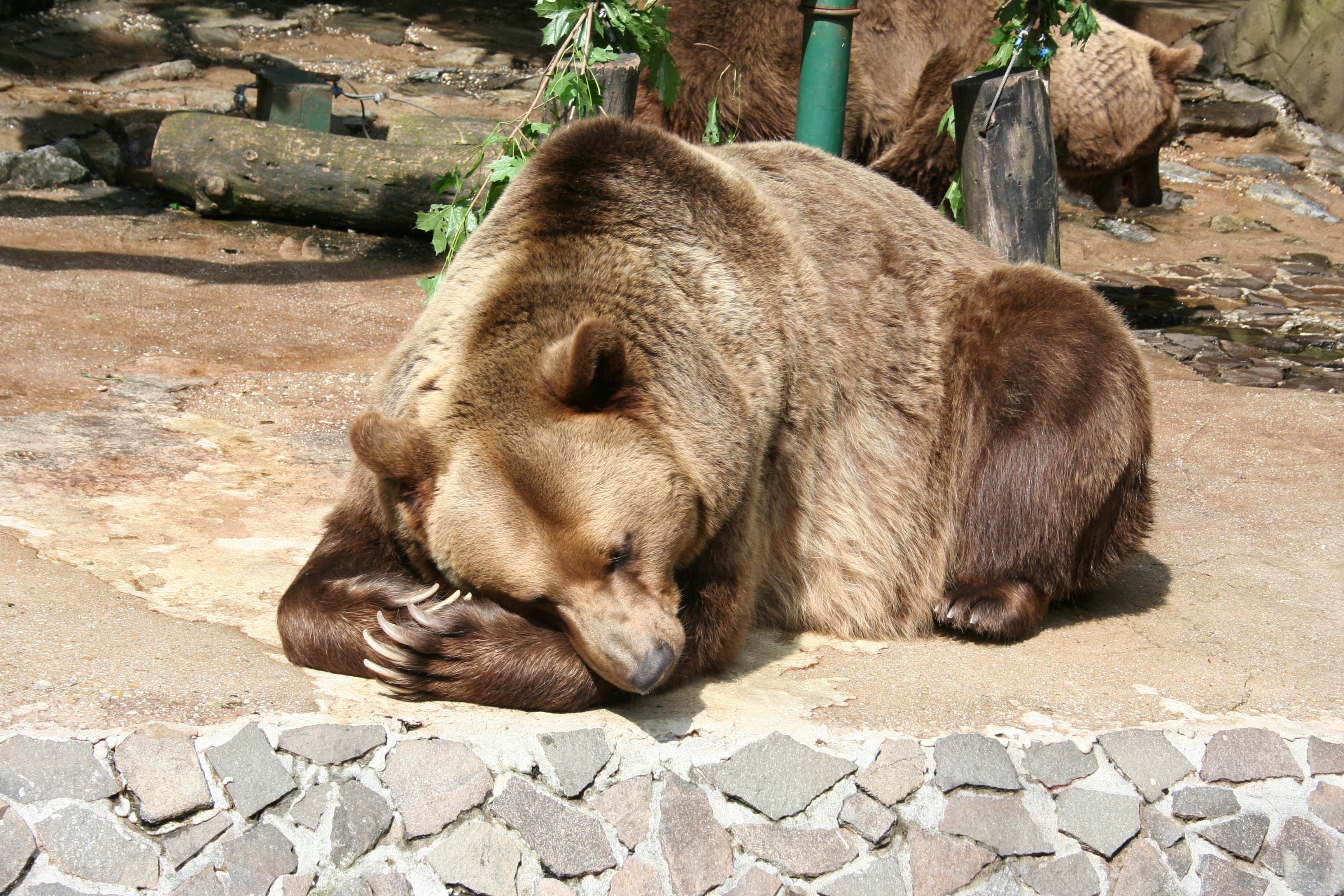 Бурый медведь Ростовский зоопарк