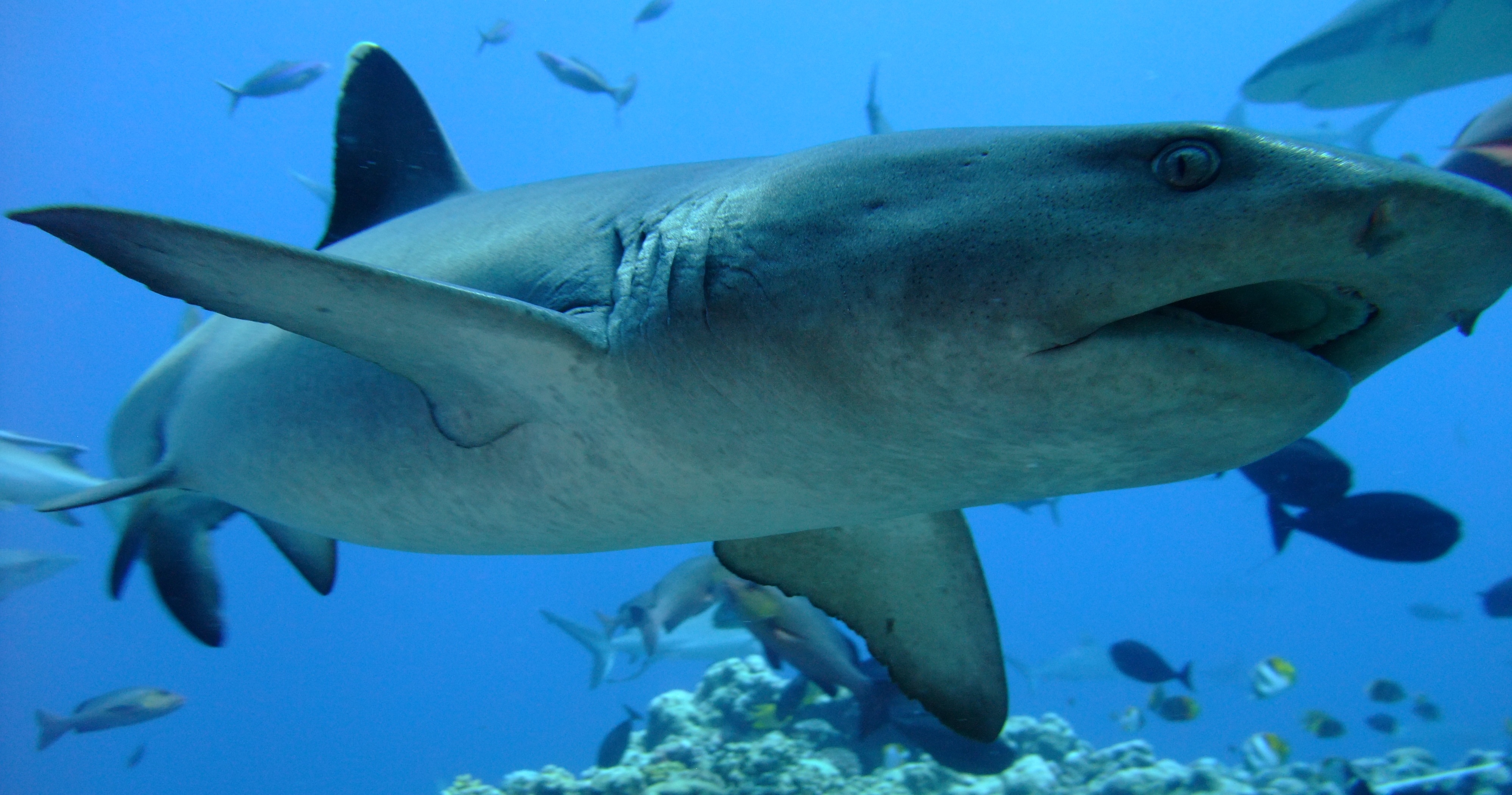 Рифовая акула Австралия