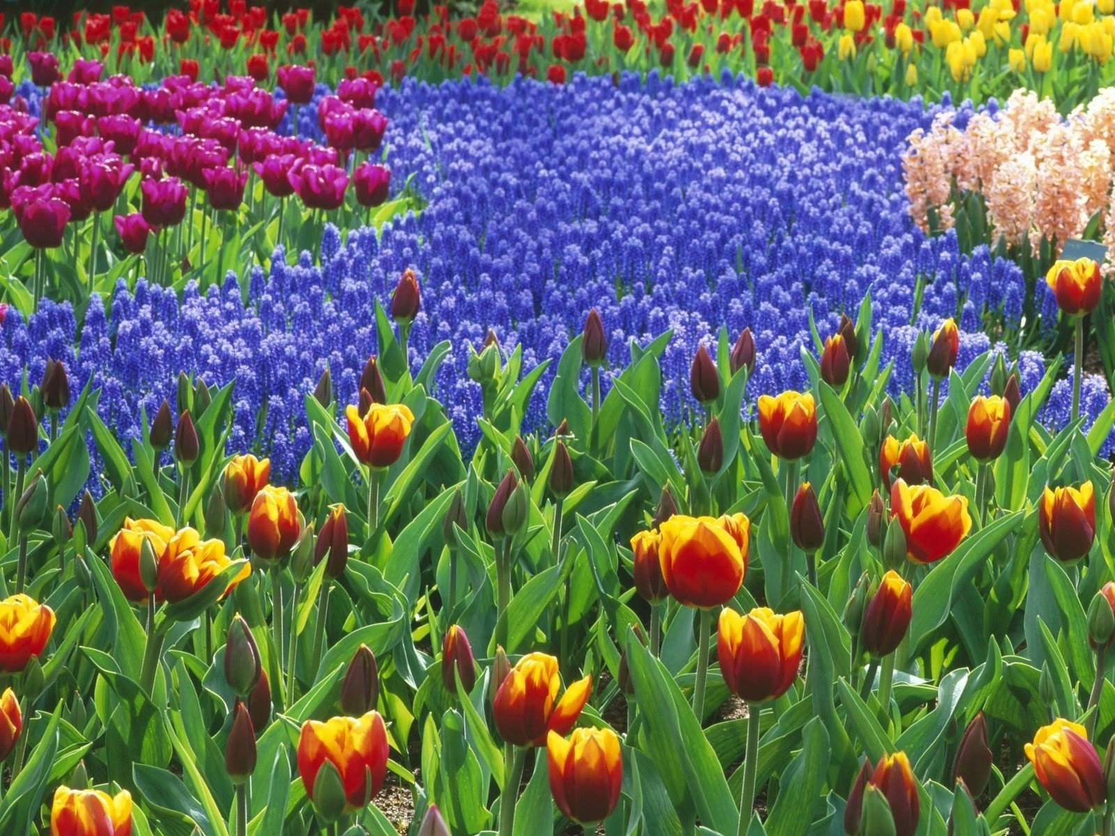 Download mobile wallpaper Plants, Flowers, Tulips, Background for free.