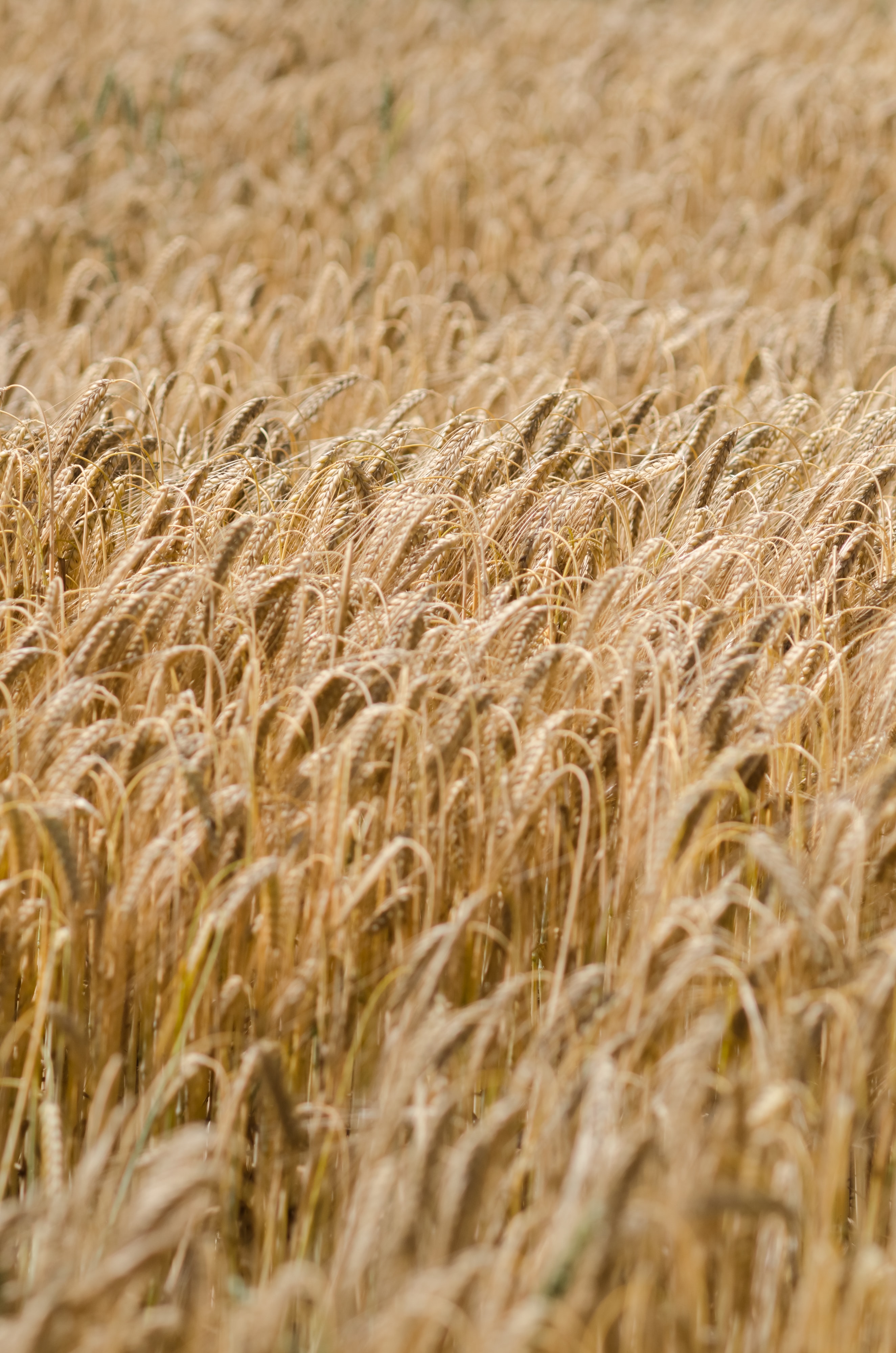 Free download wallpaper Ears, Dry, Spikes, Field, Nature, Wheat on your PC desktop