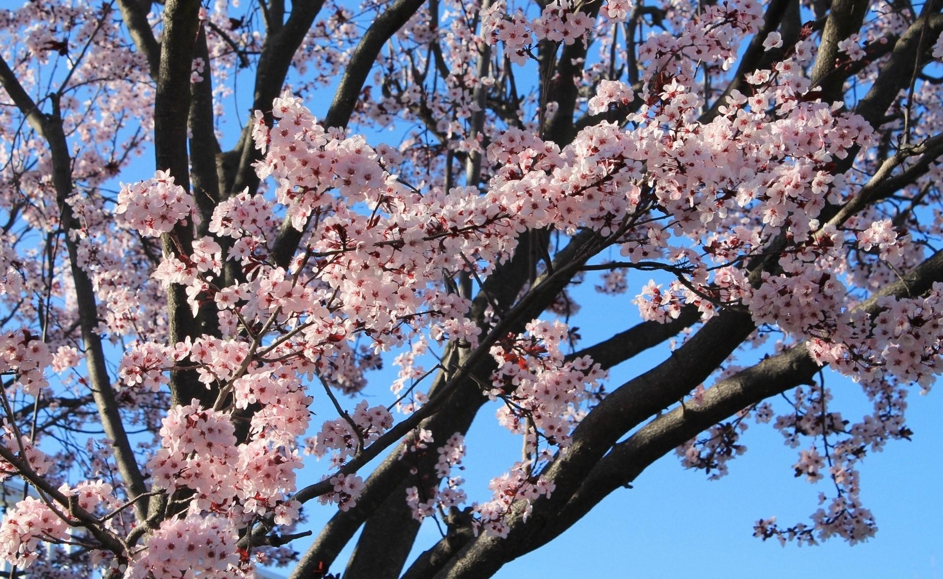 Laden Sie das Sky, Blühen, Zweig, Stimmung, Blühenden, Ast, Blumen, Frühling-Bild kostenlos auf Ihren PC-Desktop herunter
